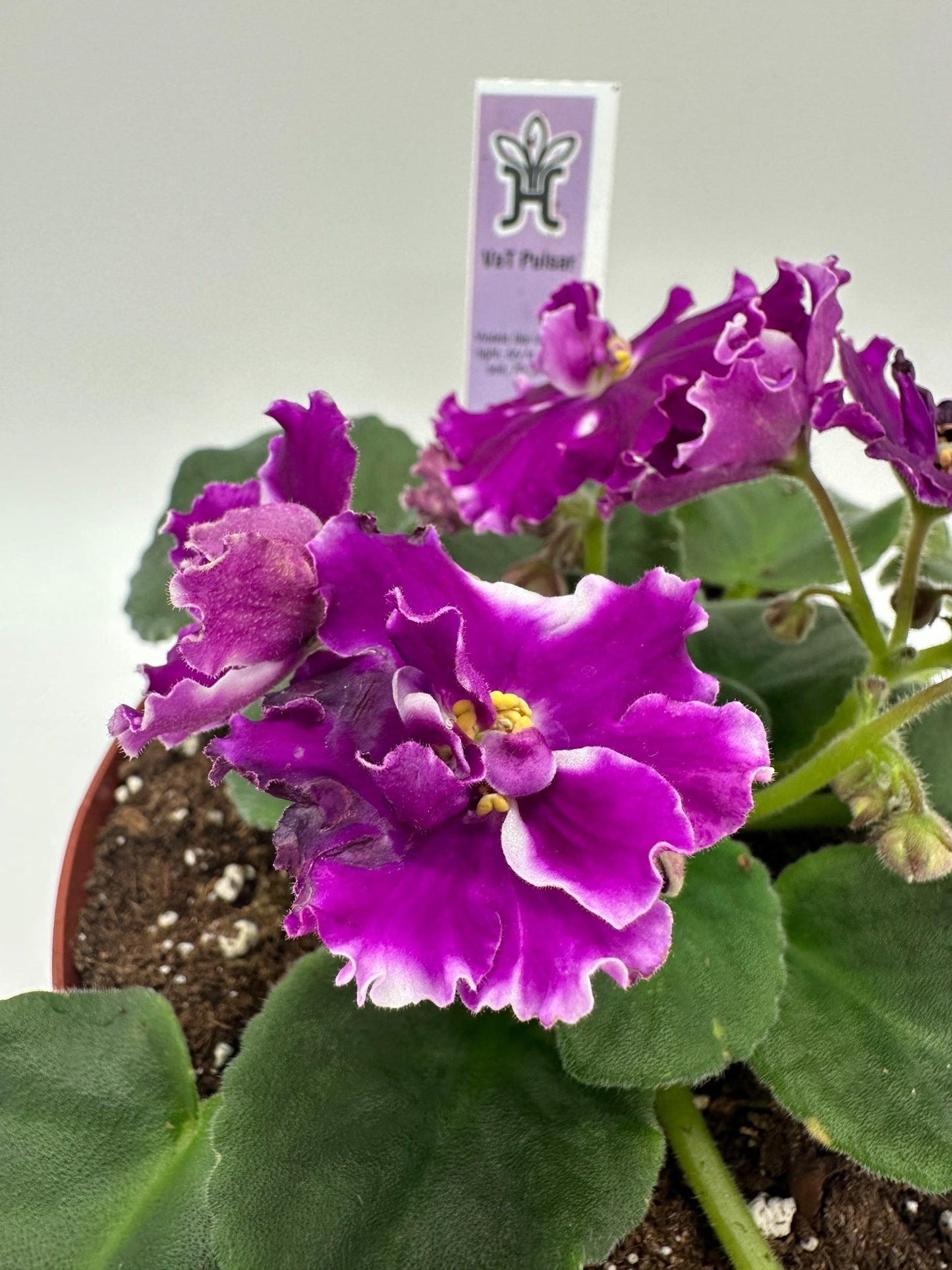 VaT Pulsar - Live African Violet 6"