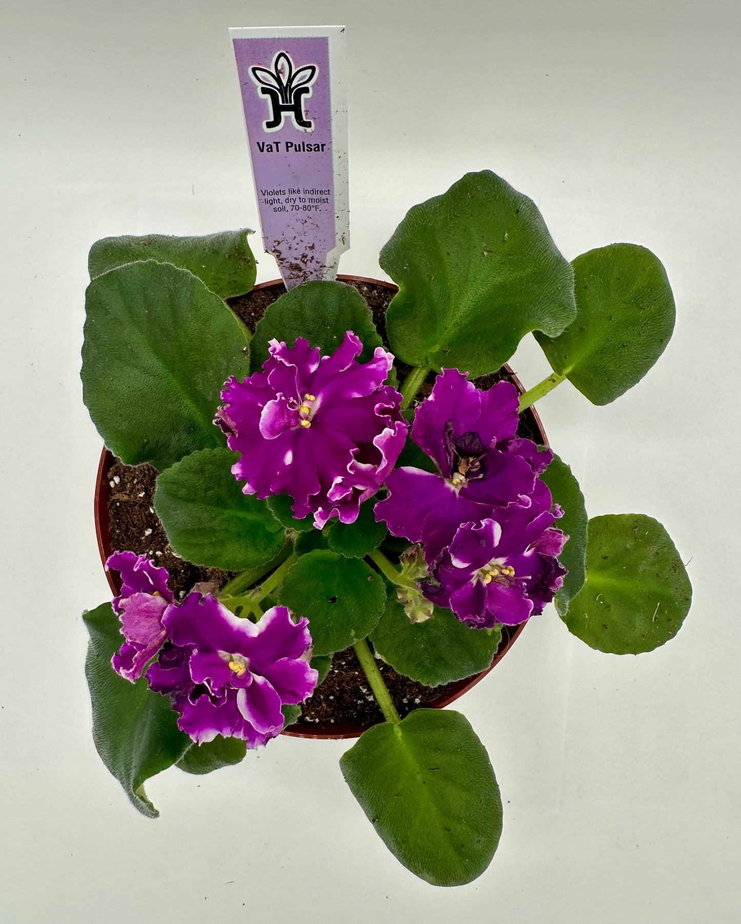 VaT Pulsar - Live African Violet 6"