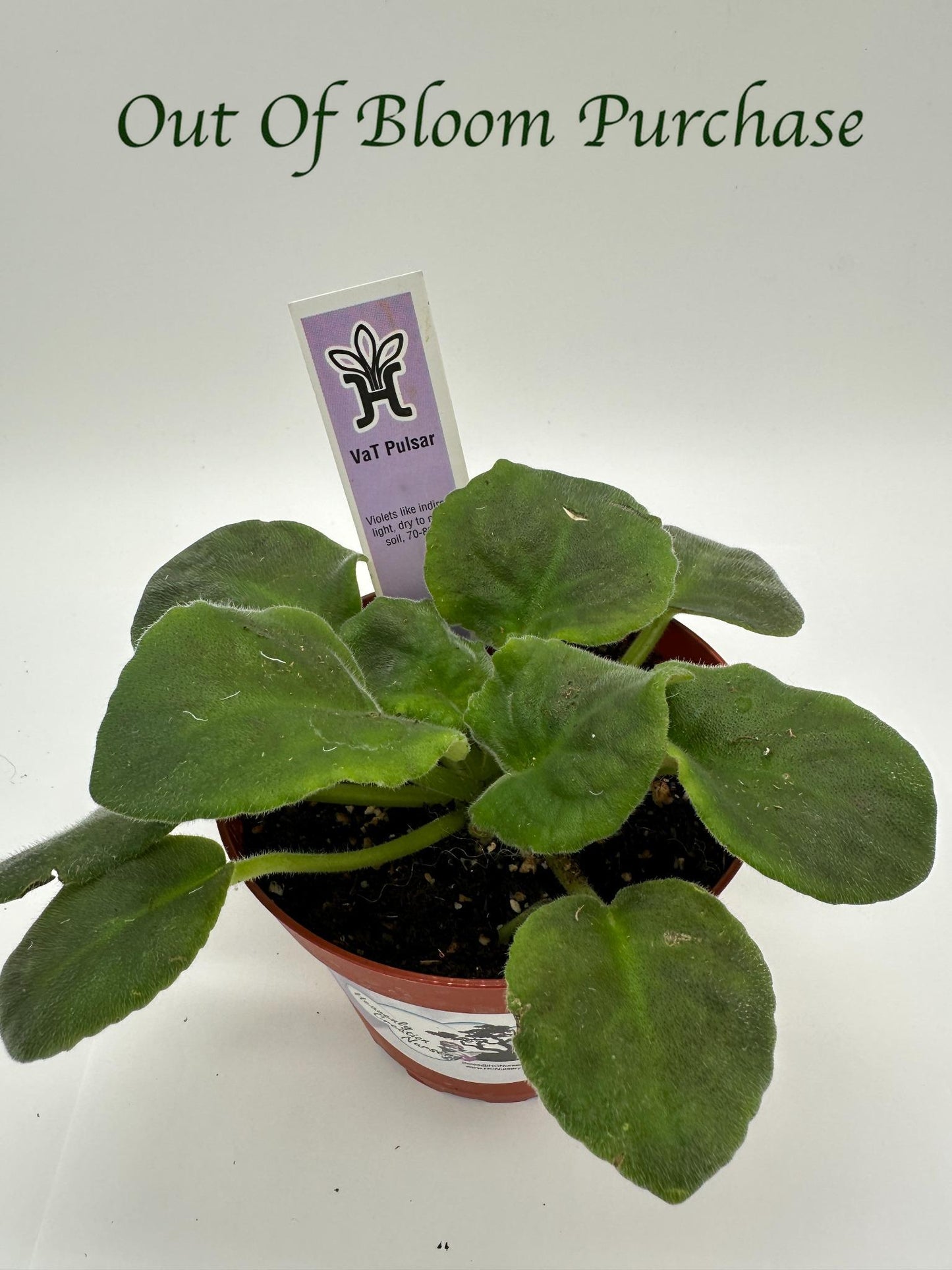 VaT Pulsar - Live African Violet 4"