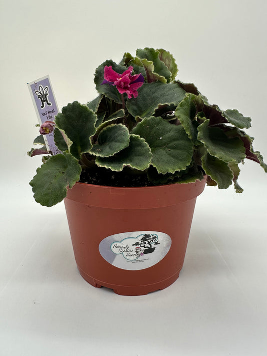 VaT Real Life - Live African Violet 6"