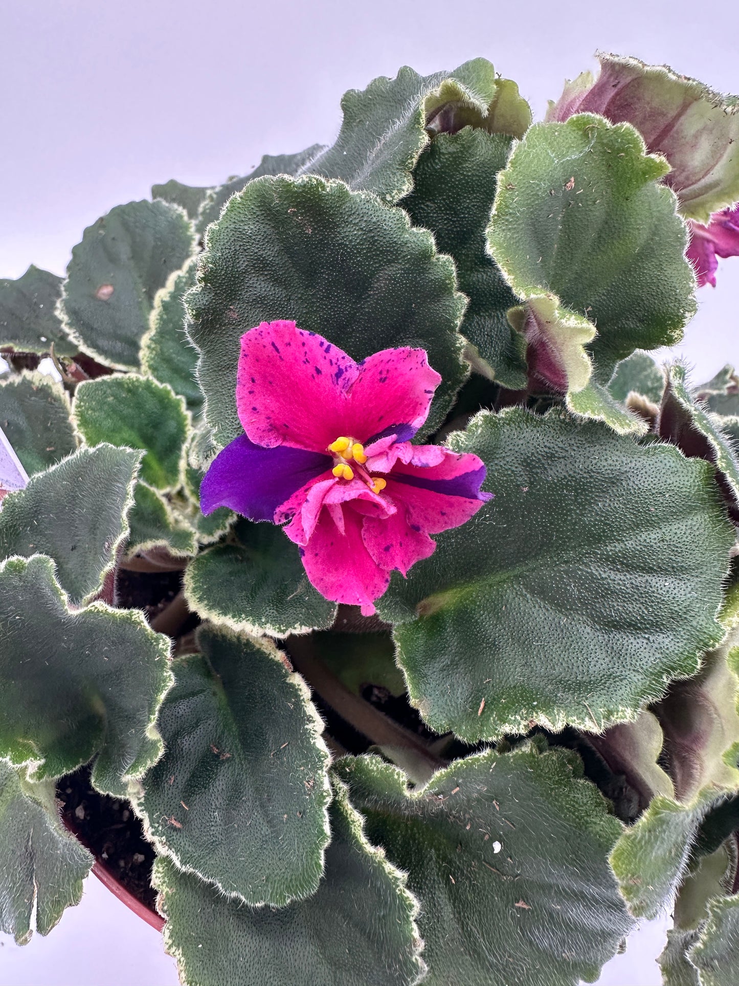 VaT Real Life - Live African Violet 6"