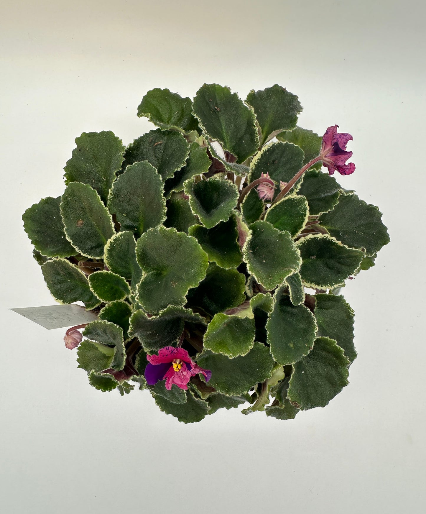 VaT Real Life - Live African Violet 6"
