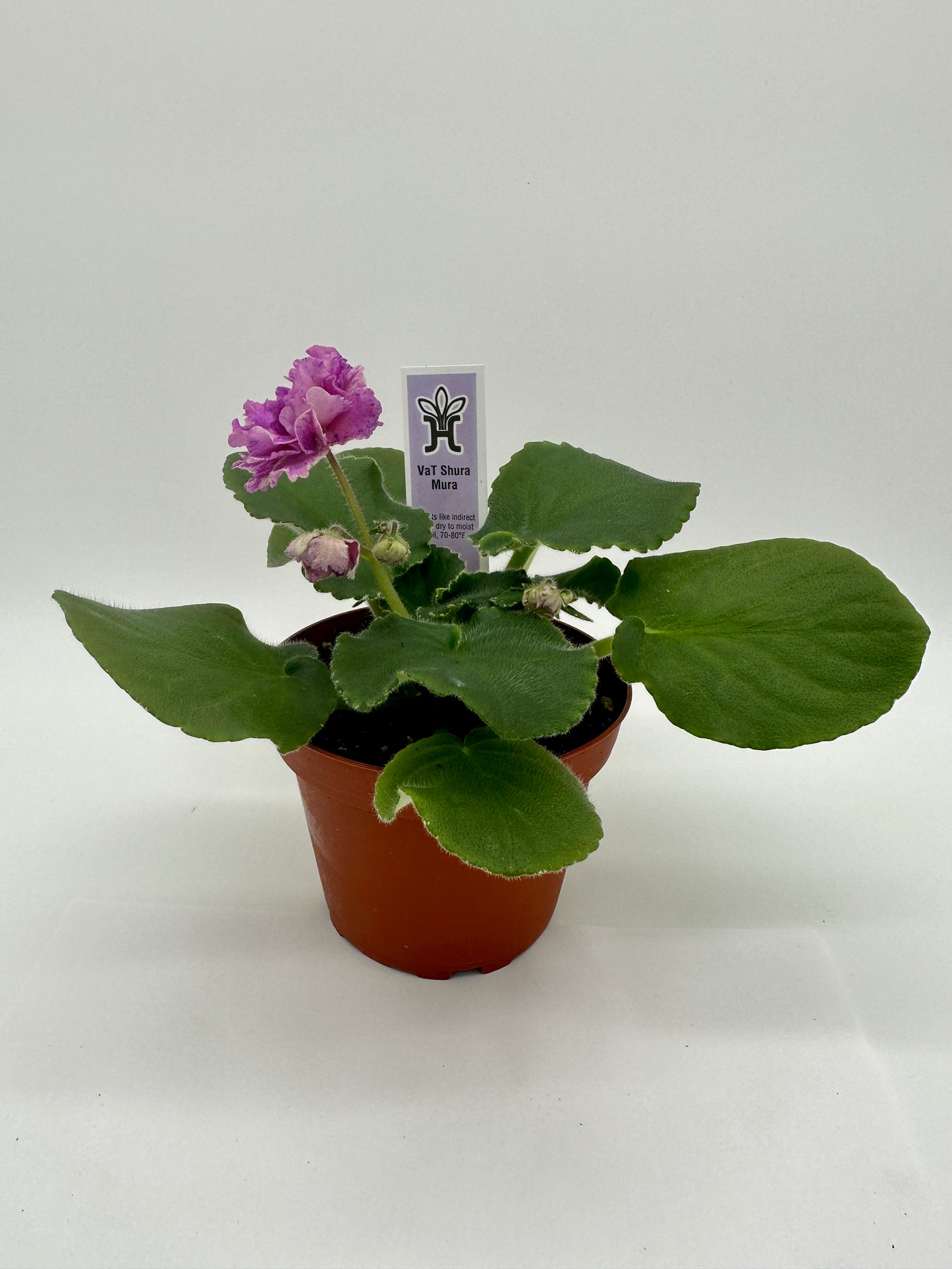 VaT Shura Mura Pink - Live African Violet 4"