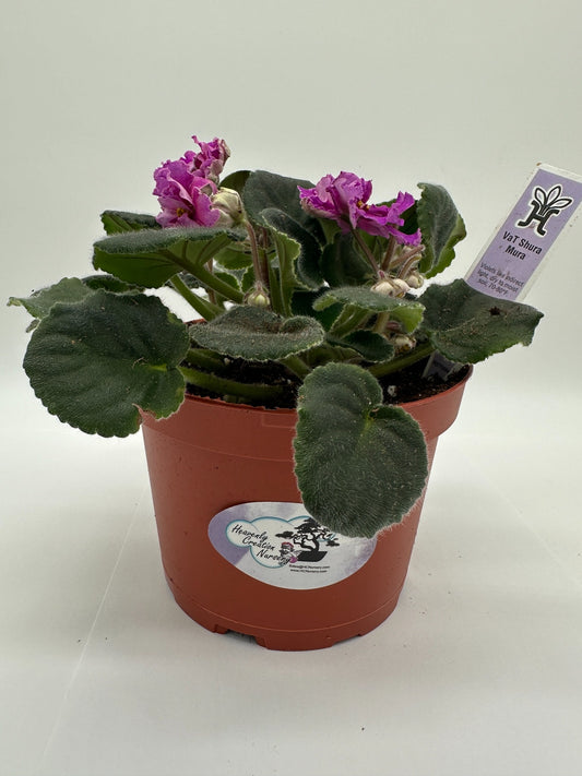 VaT Shura Mura Pink - Live African Violet 6"