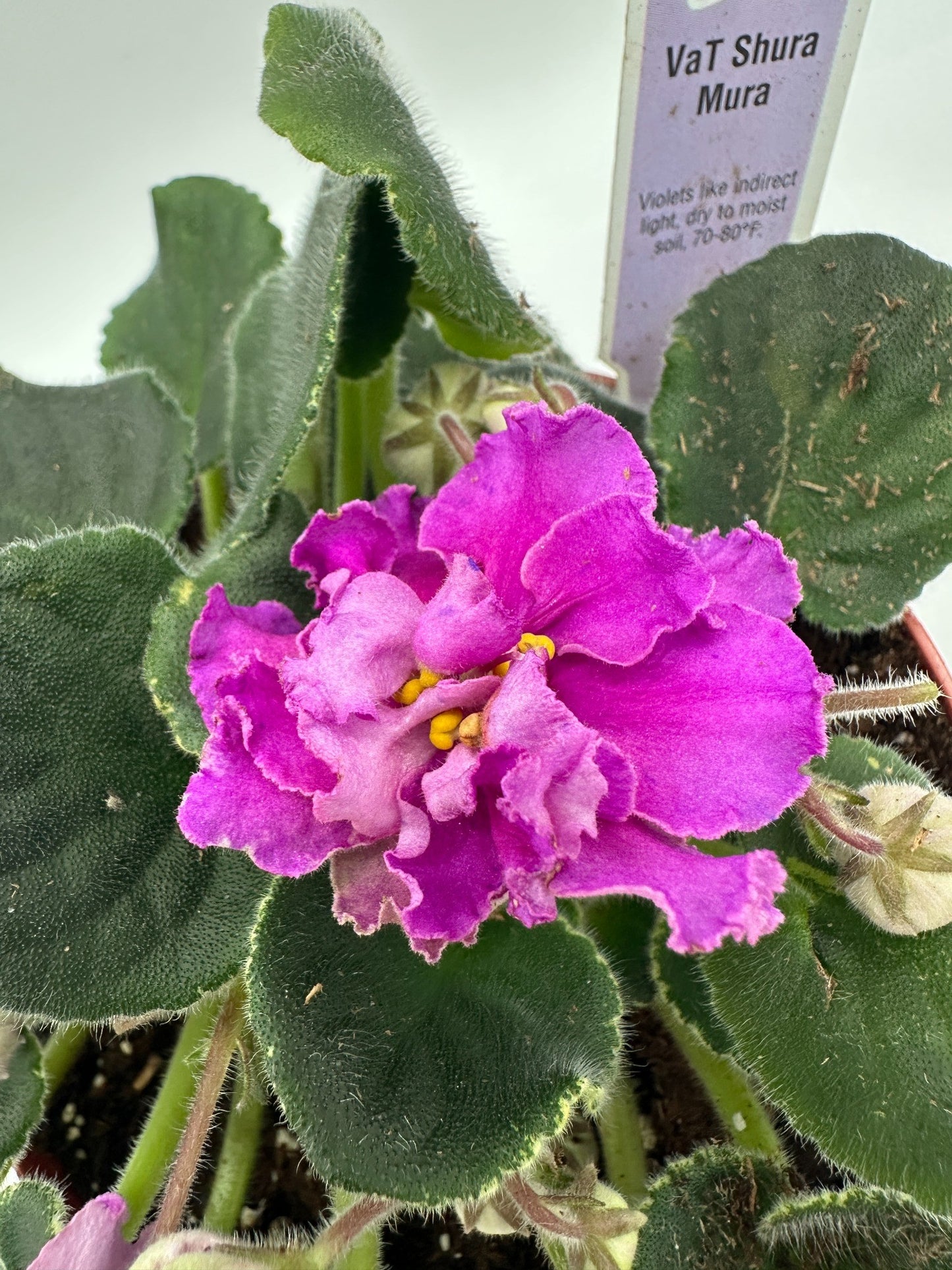 VaT Shura Mura Pink - Live African Violet 6"