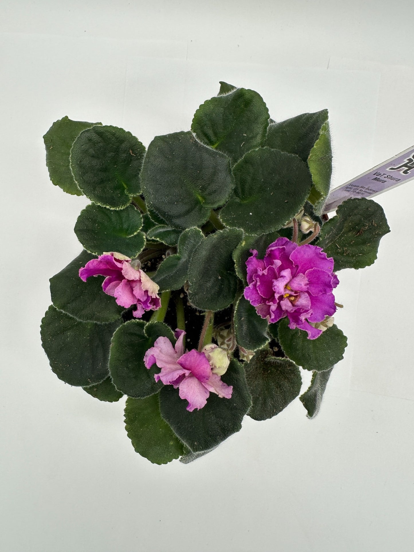 VaT Shura Mura Pink - Live African Violet 6"