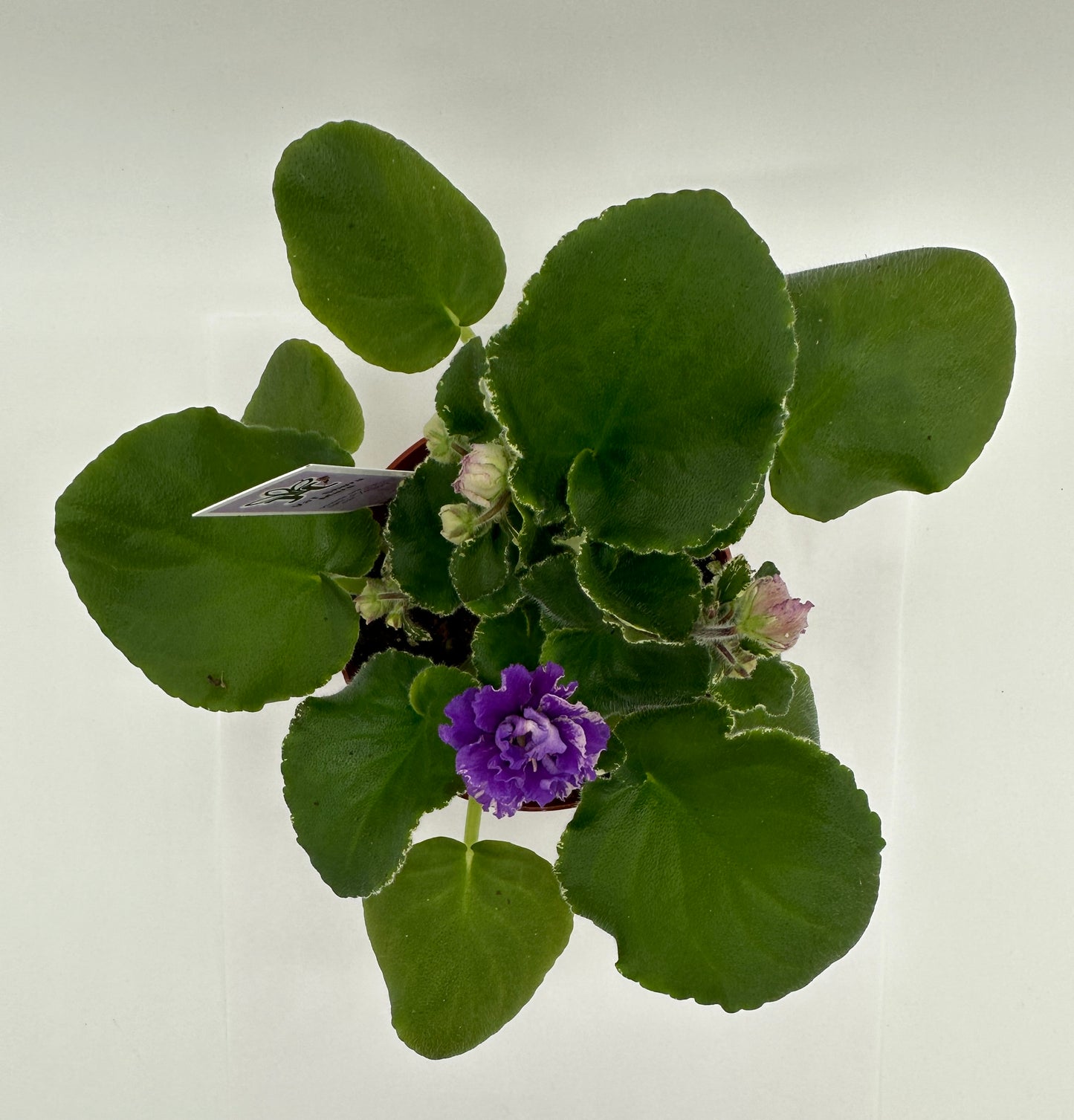 VaT Shura Mura Purple - Live African Violet 4"