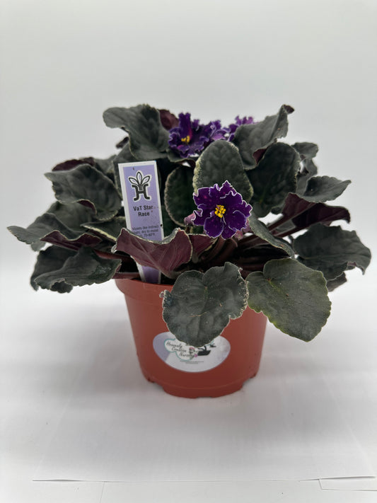 VaT Star Race - Live African Violet 6"