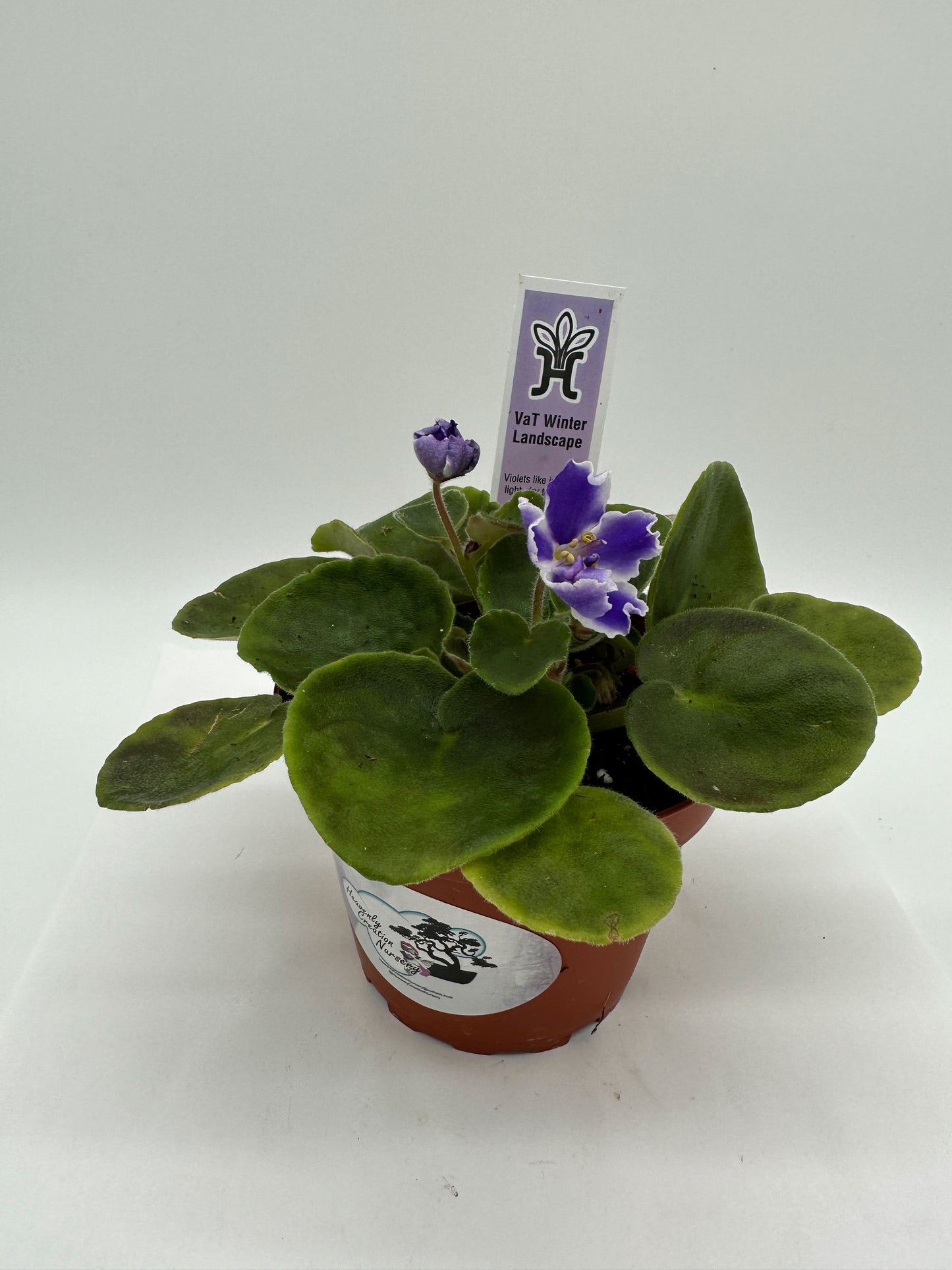 VaT Winter Landscape - Live African Violet 4"