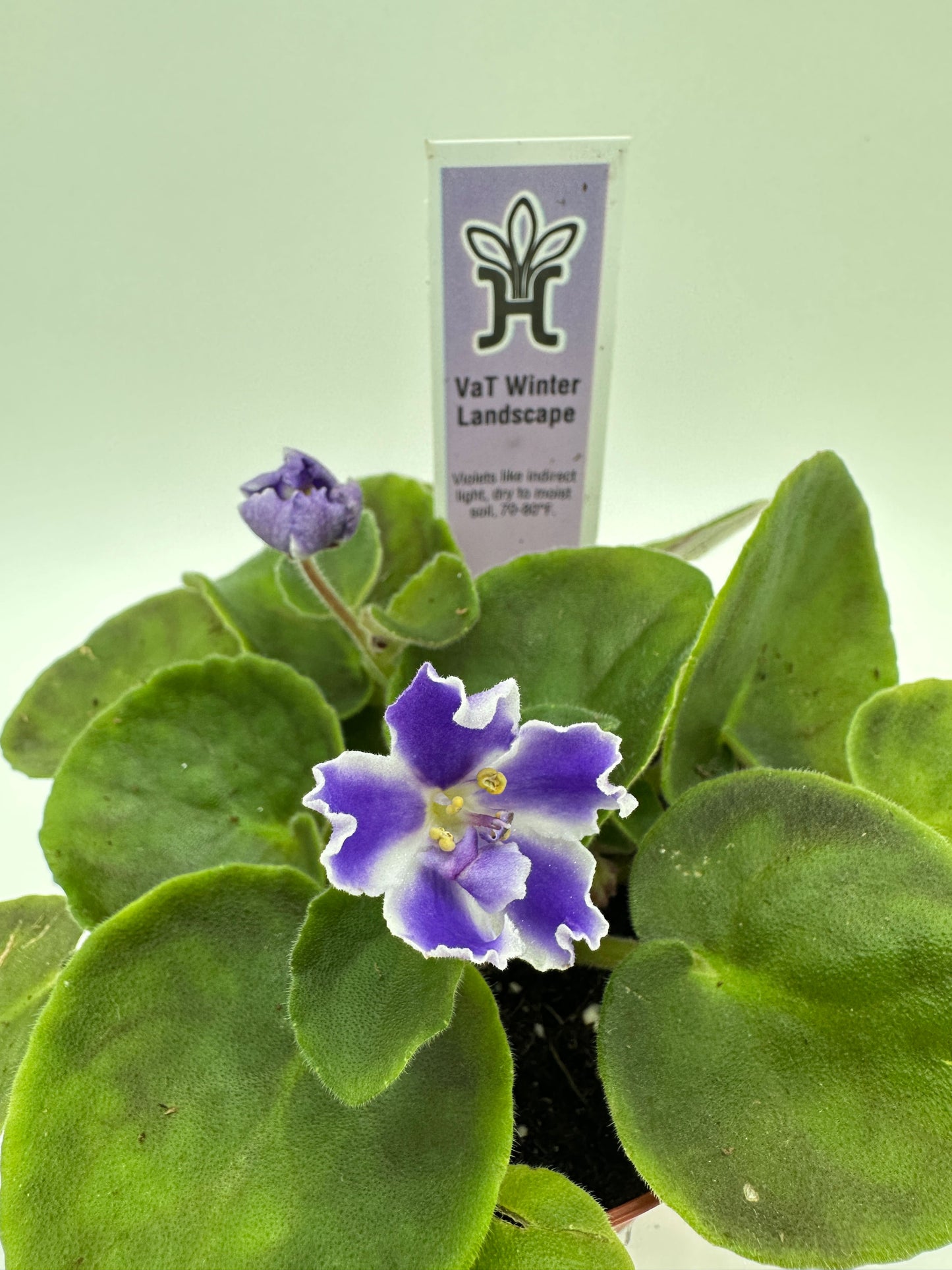 VaT Winter Landscape - Live African Violet 4"