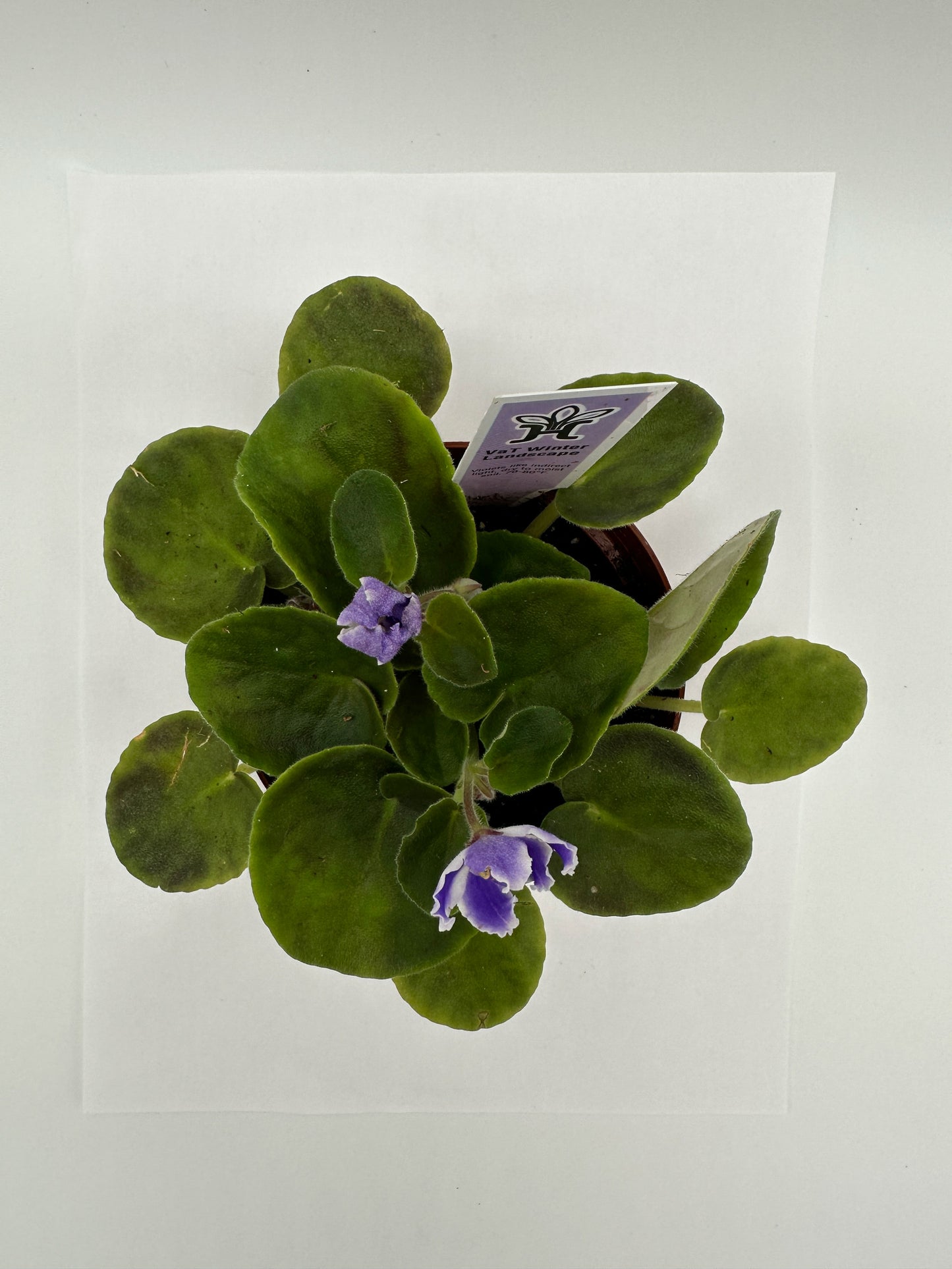 VaT Winter Landscape - Live African Violet 4"
