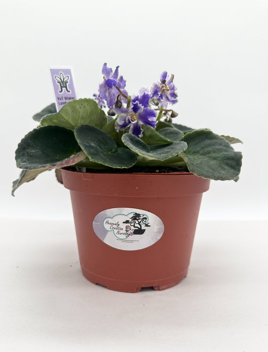 VaT Winter Landscape - Live African Violet 6"