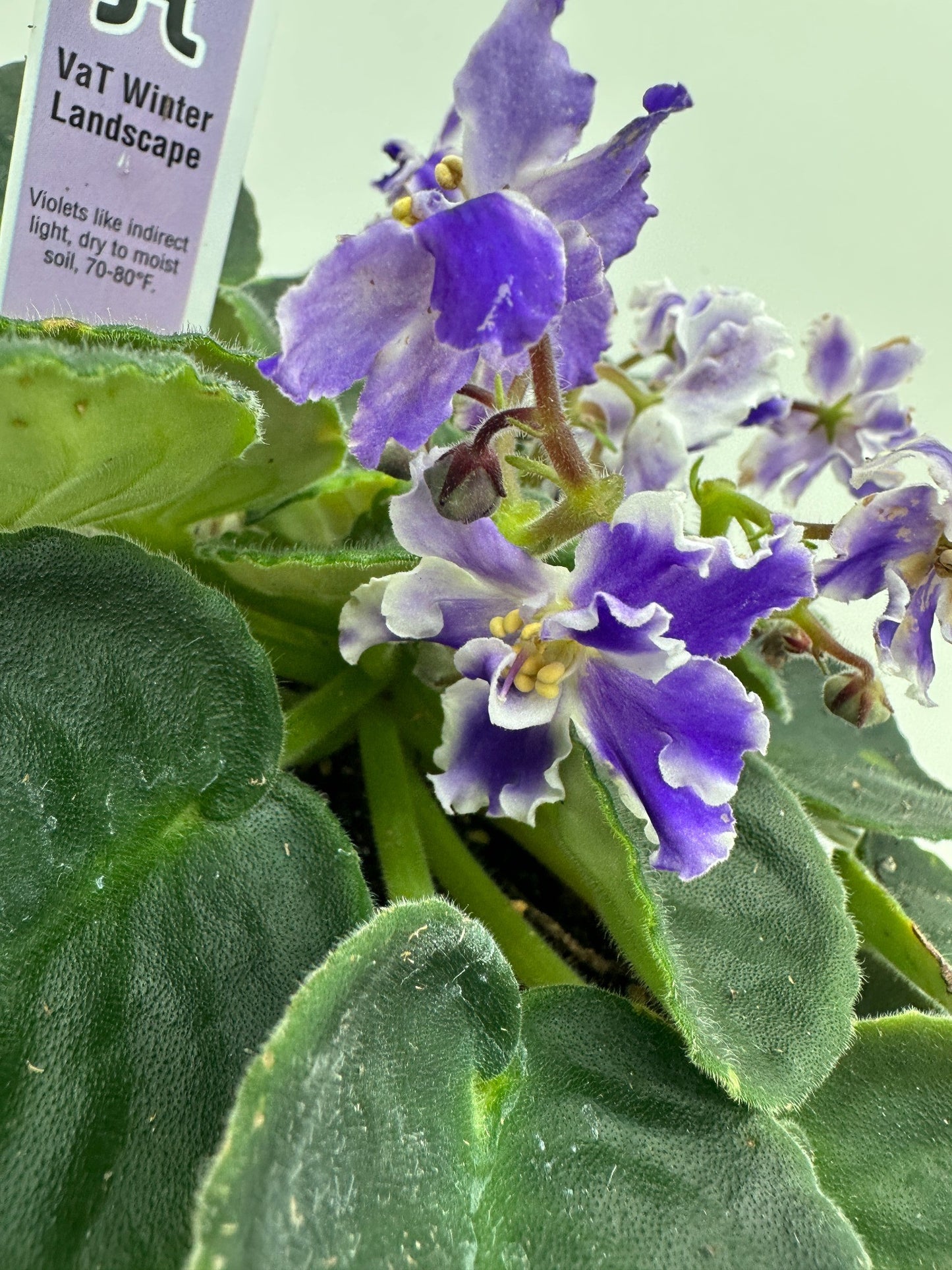VaT Winter Landscape - Live African Violet 6"