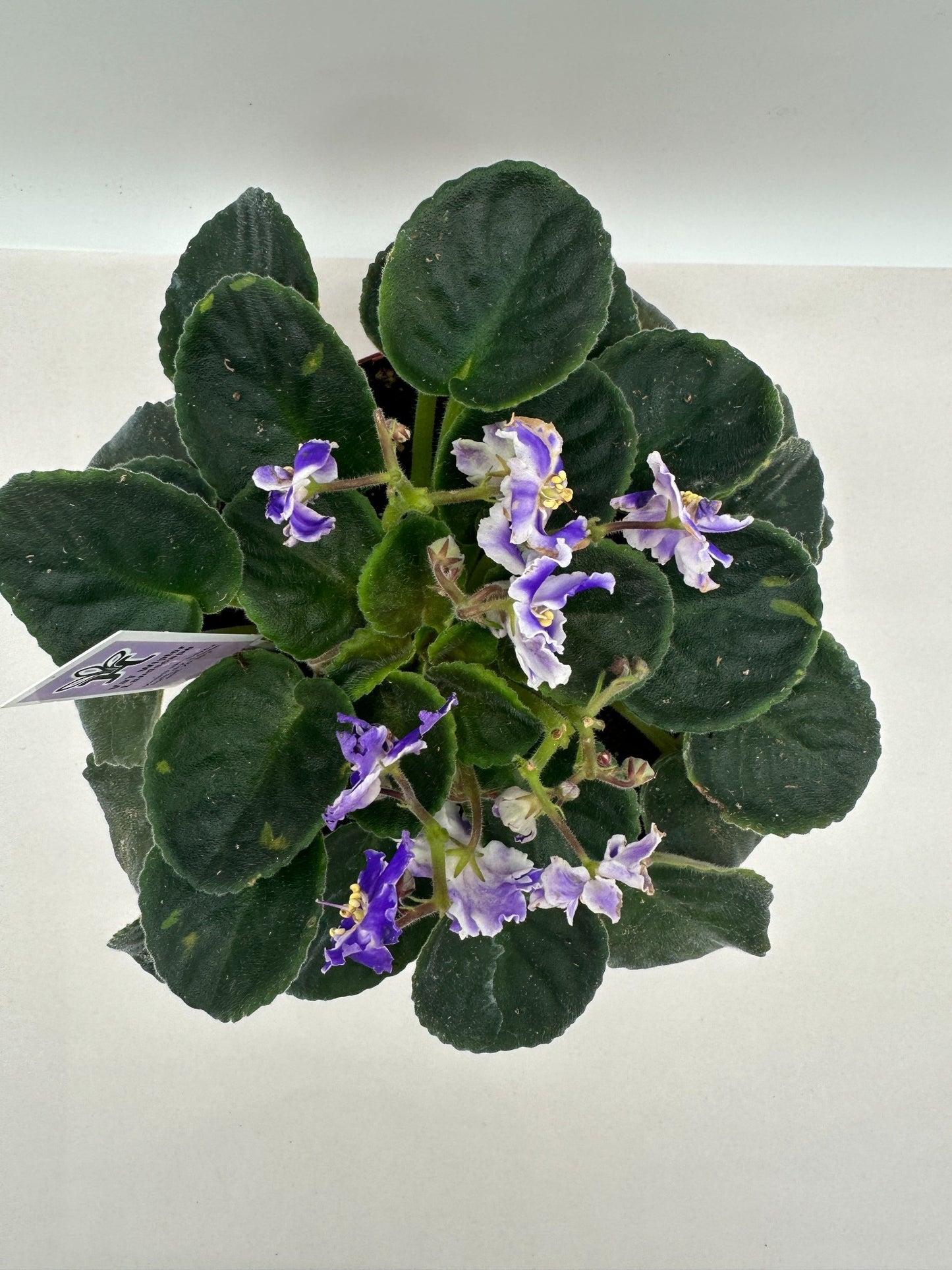VaT Winter Landscape - Live African Violet 6"