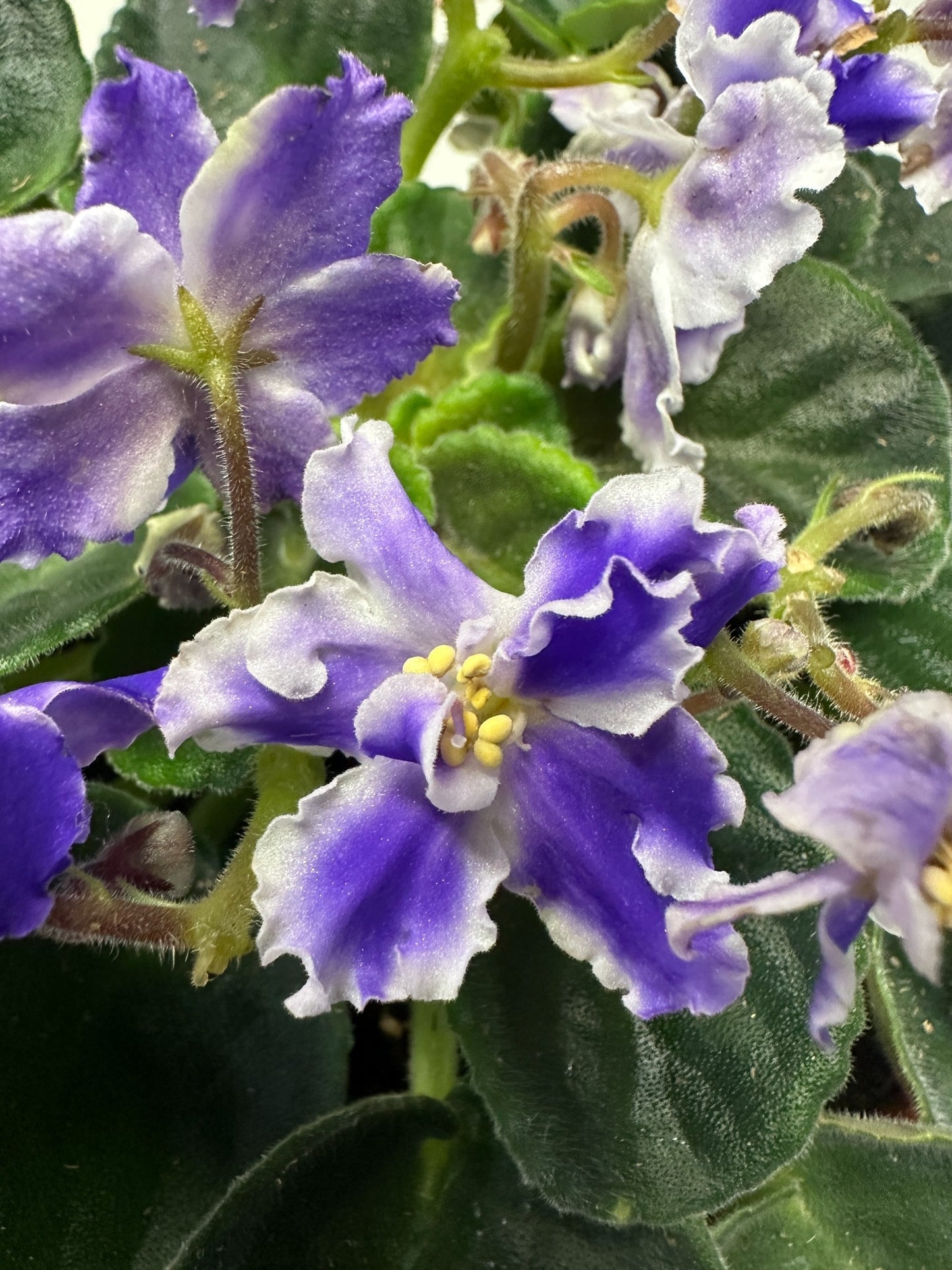 VaT Winter Landscape - Live African Violet 6"