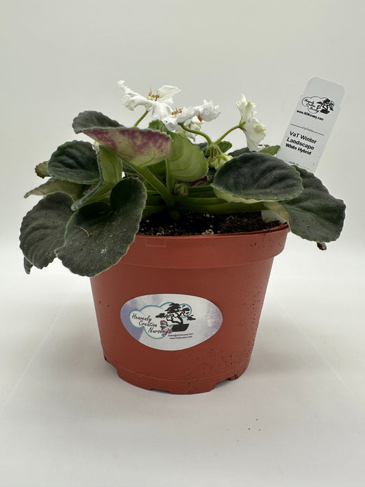 VaT Winter Landscape - White Hybrid - Live African Violet 6"