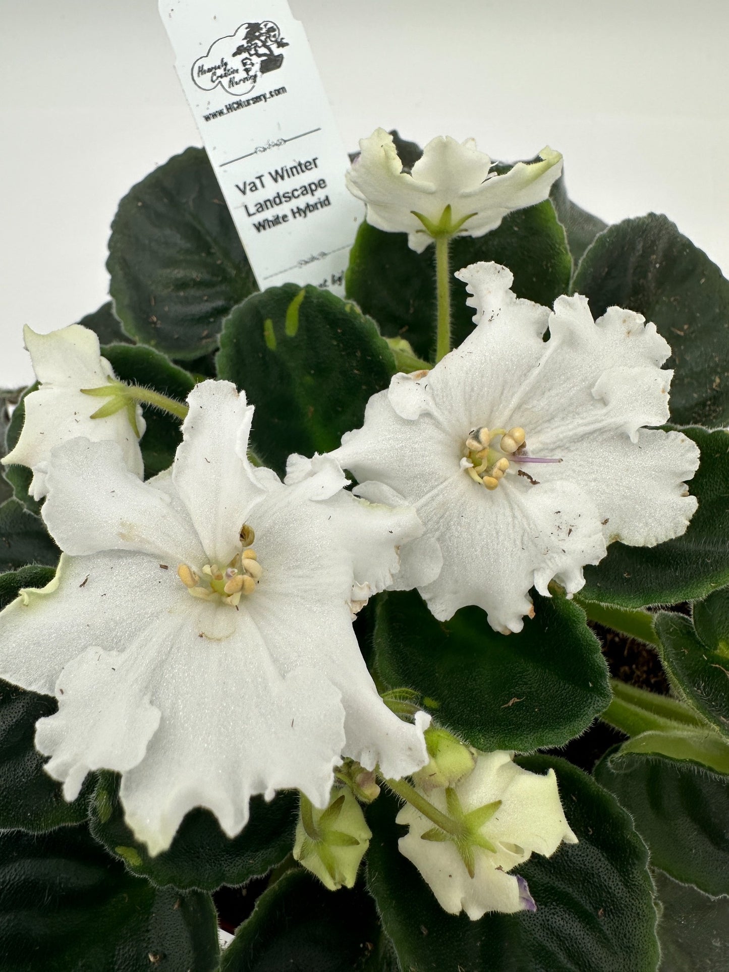 VaT Winter Landscape - White Hybrid - Live African Violet 6"