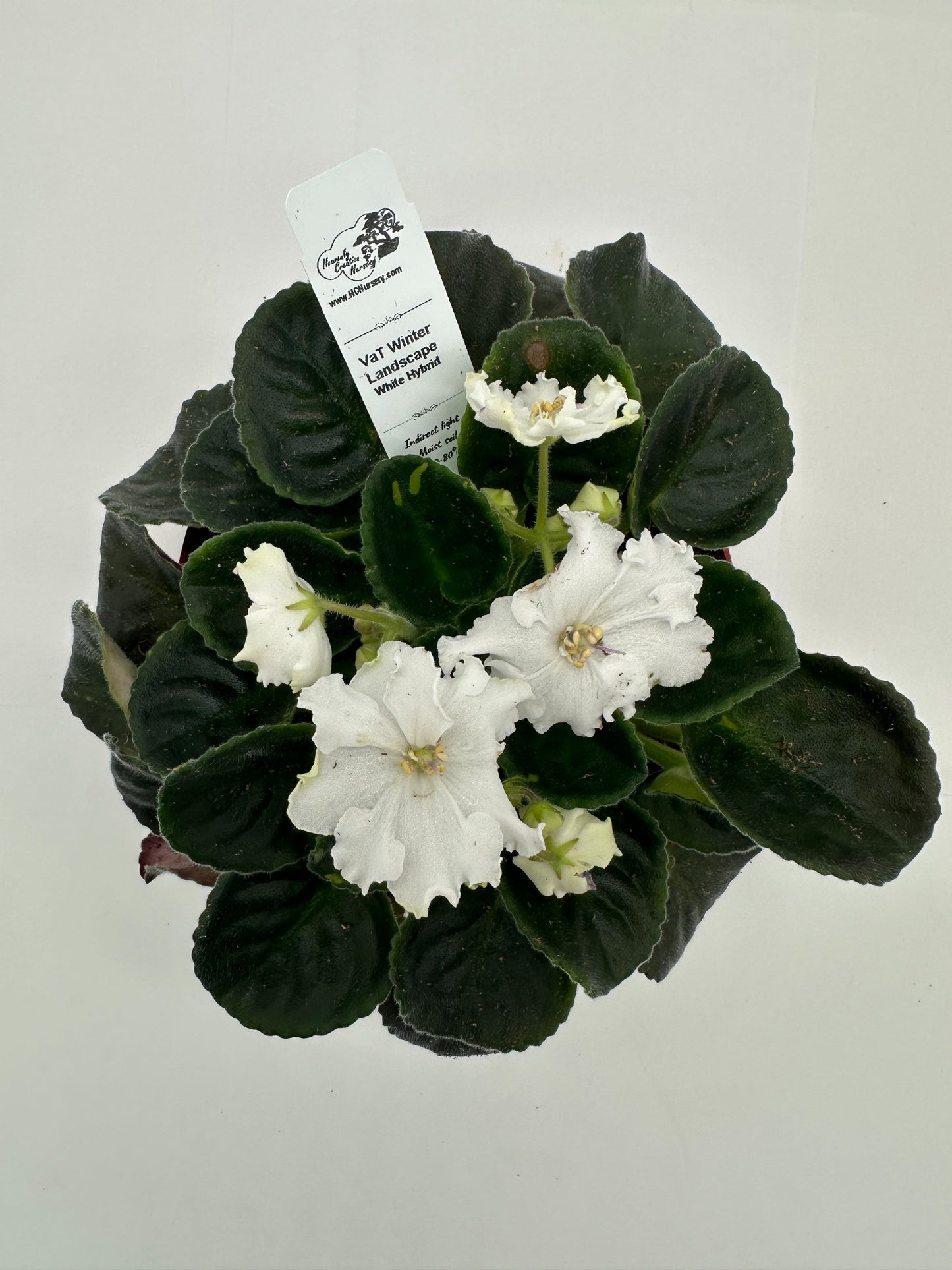 VaT Winter Landscape - White Hybrid - Live African Violet 6"