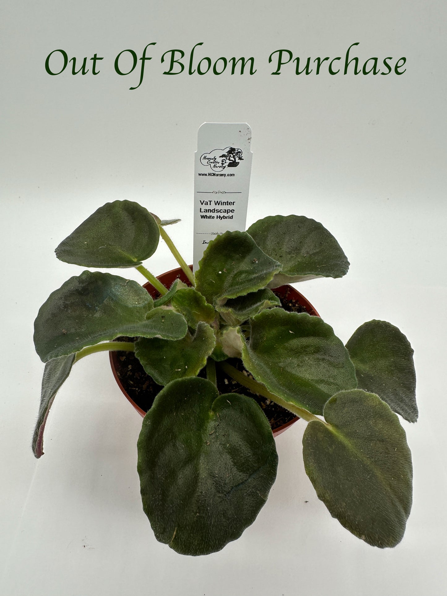 VaT Winter Landscape - White Hybrid - Live African Violet 4"