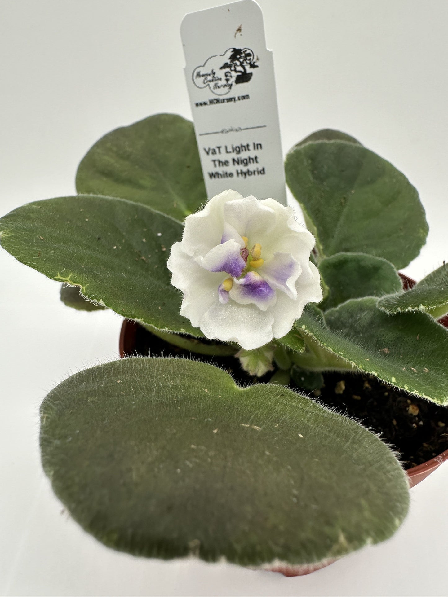 VaT Light in the Night - White Hybrid - Live African Violet 4"