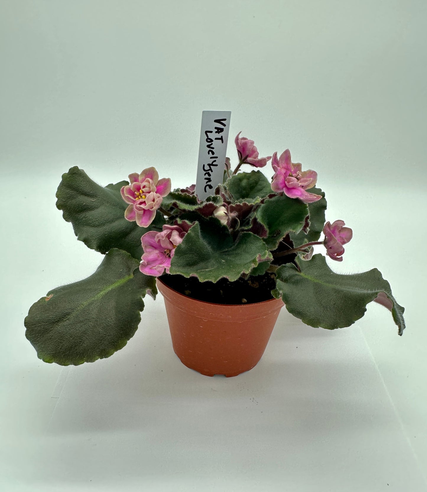 VaT Lovely Jene - Live African Violet 4"