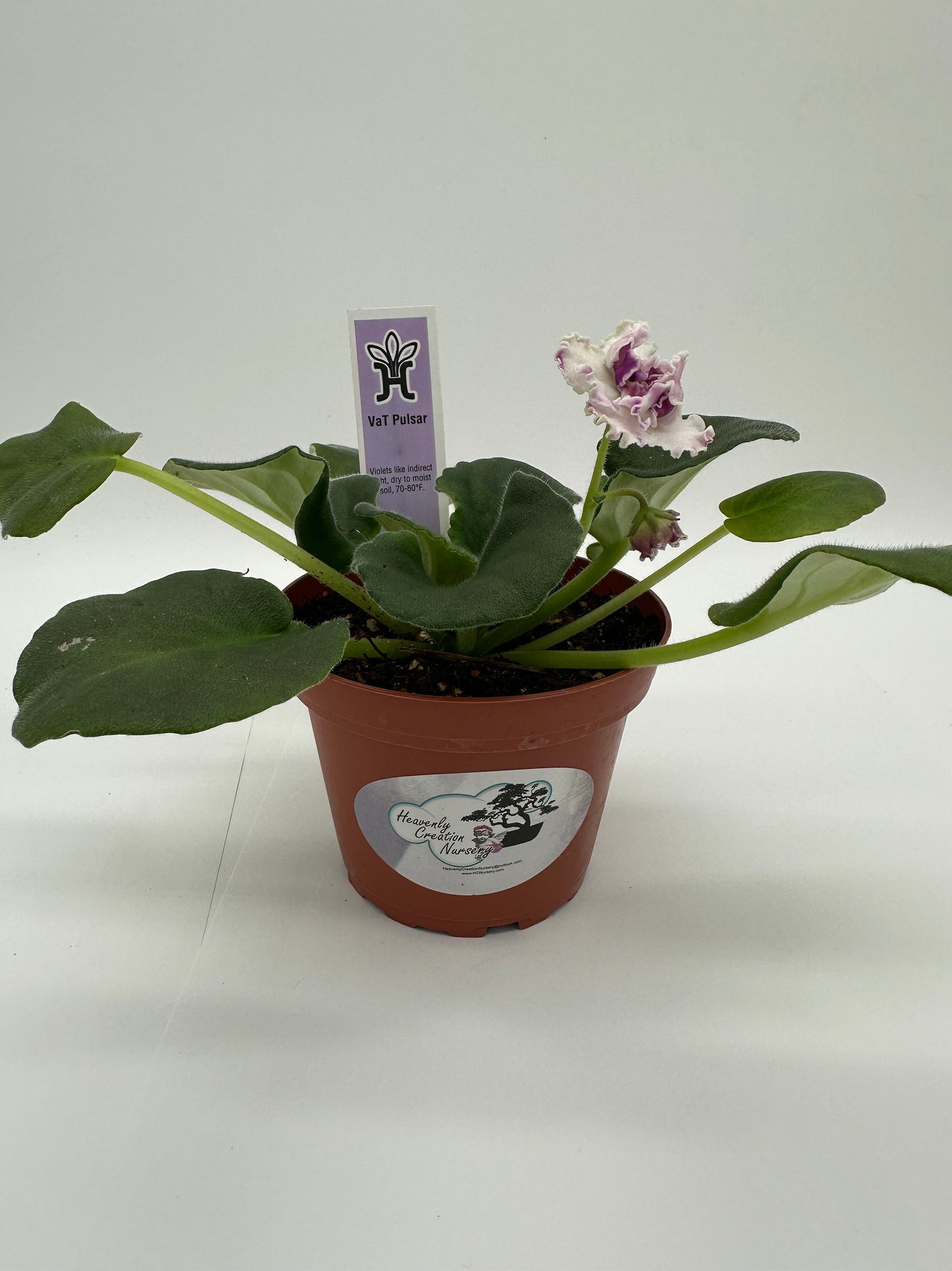 VaT Pulsar - White Hybrid - Live African Violet 4"