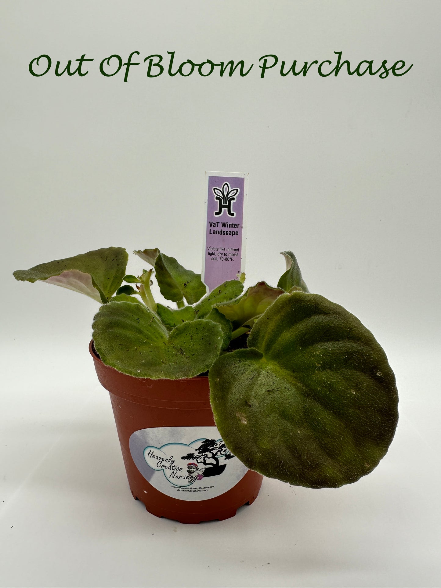 VaT Winter Landscape - Live African Violet 4"