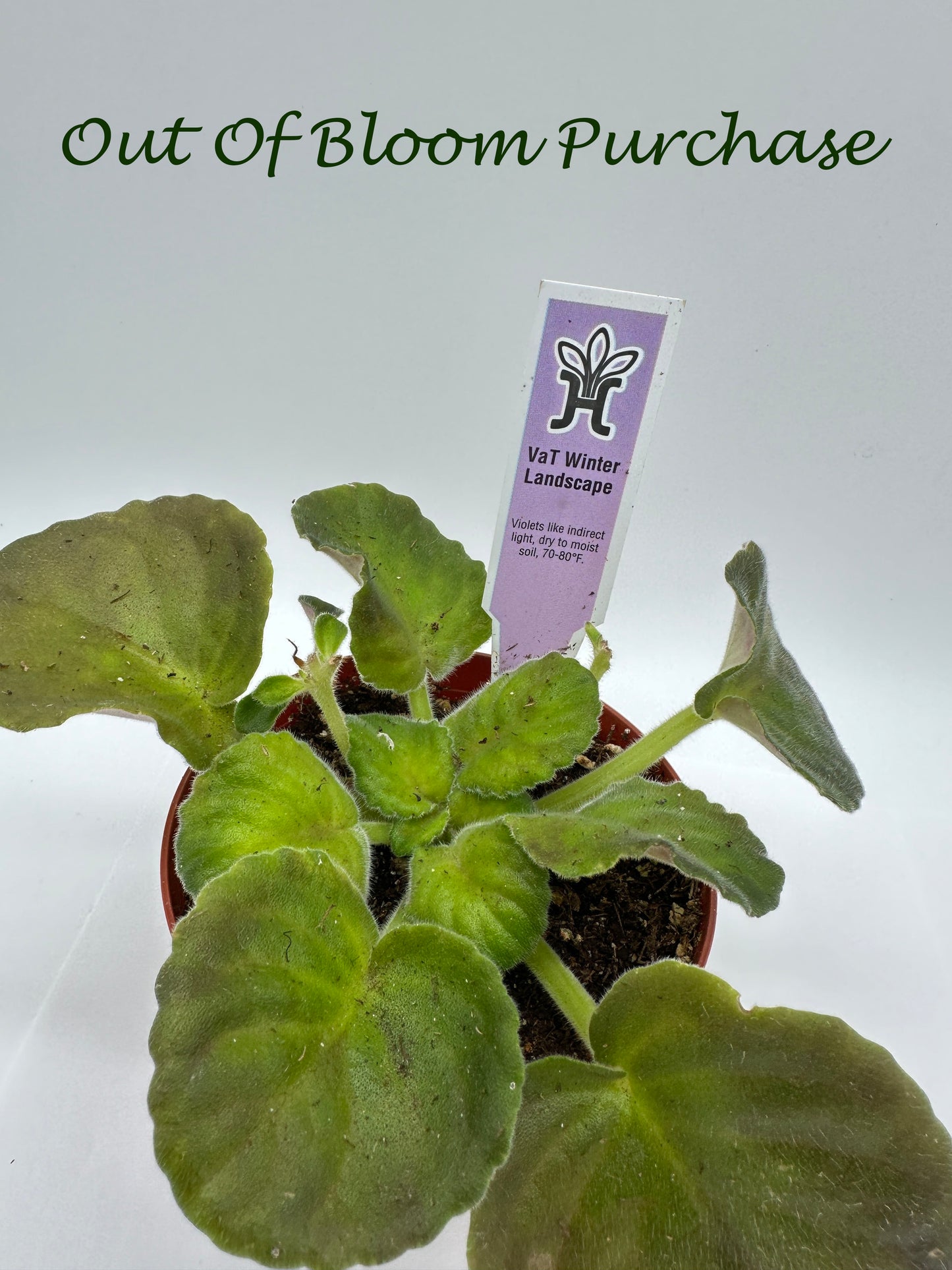 VaT Winter Landscape - Live African Violet 4"
