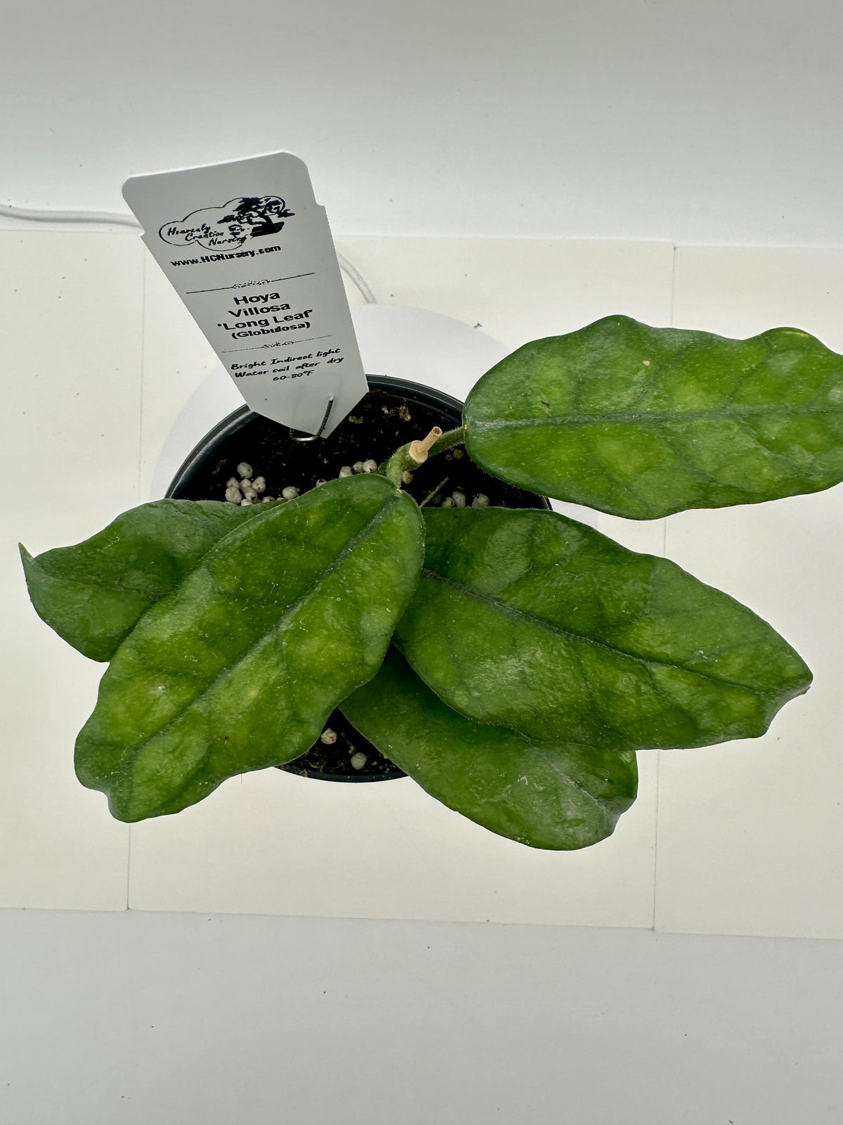Hoya globulosa Villosa Long Leaf, green leaf detail