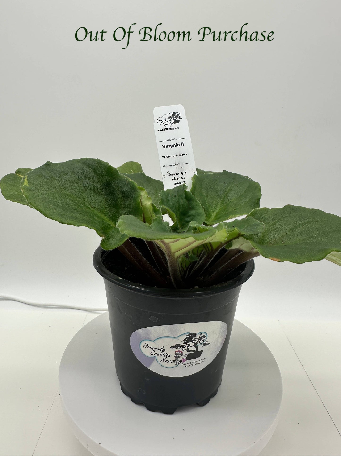 Virginia II - Live African Violet 4" - Series: U.S. States
