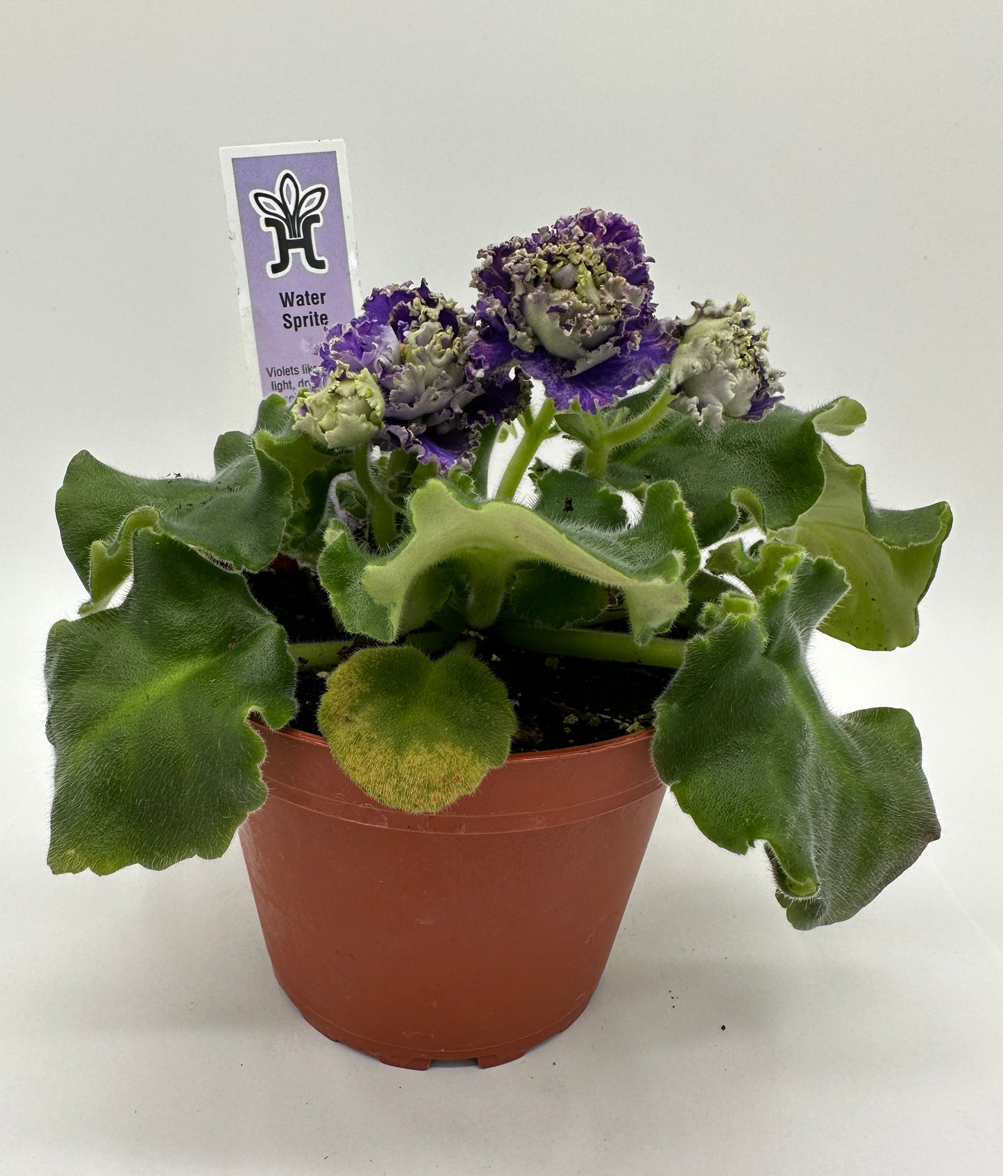 Water Sprite - Live African Violet 4"