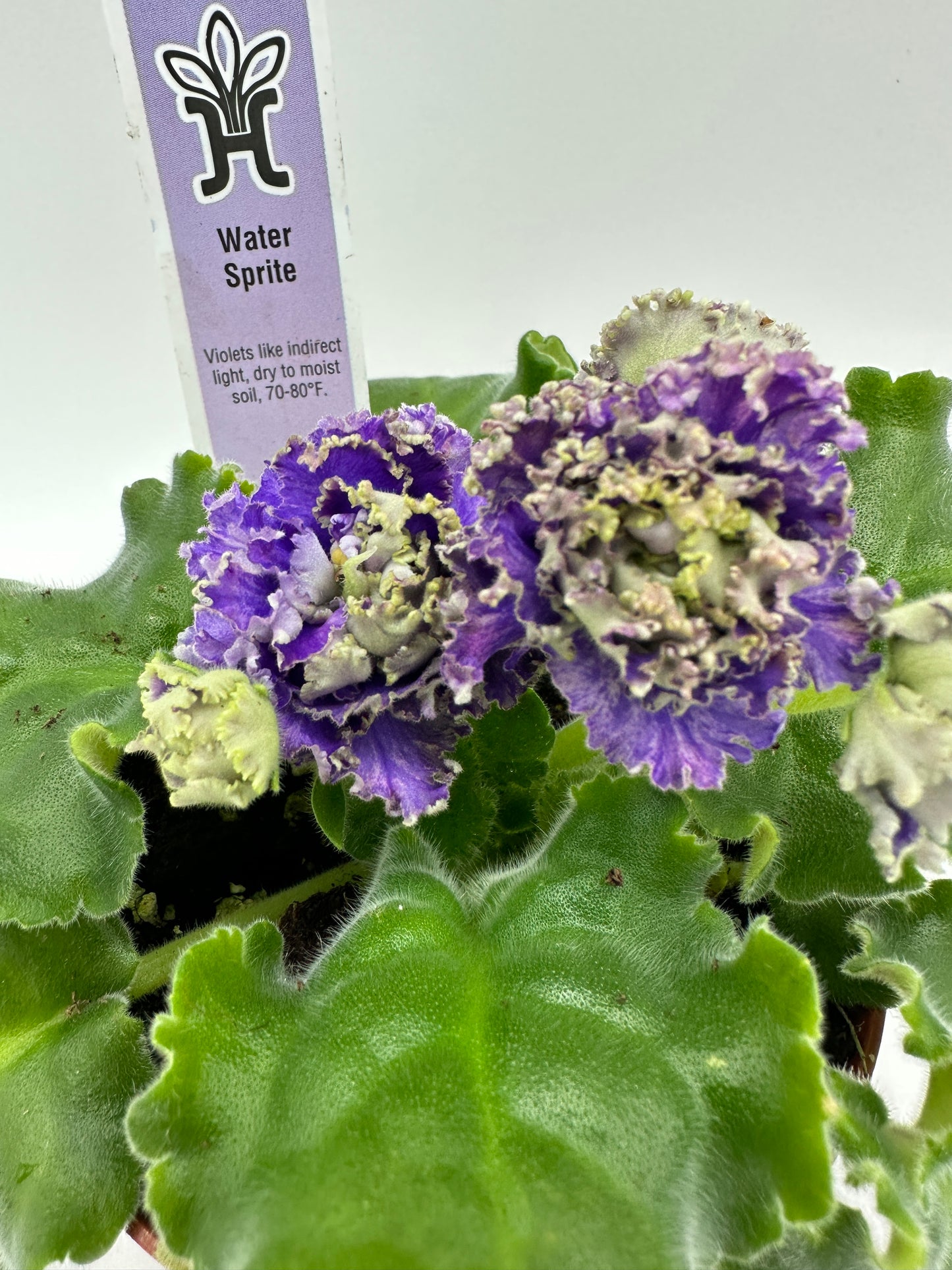 Water Sprite - Live African Violet 4"