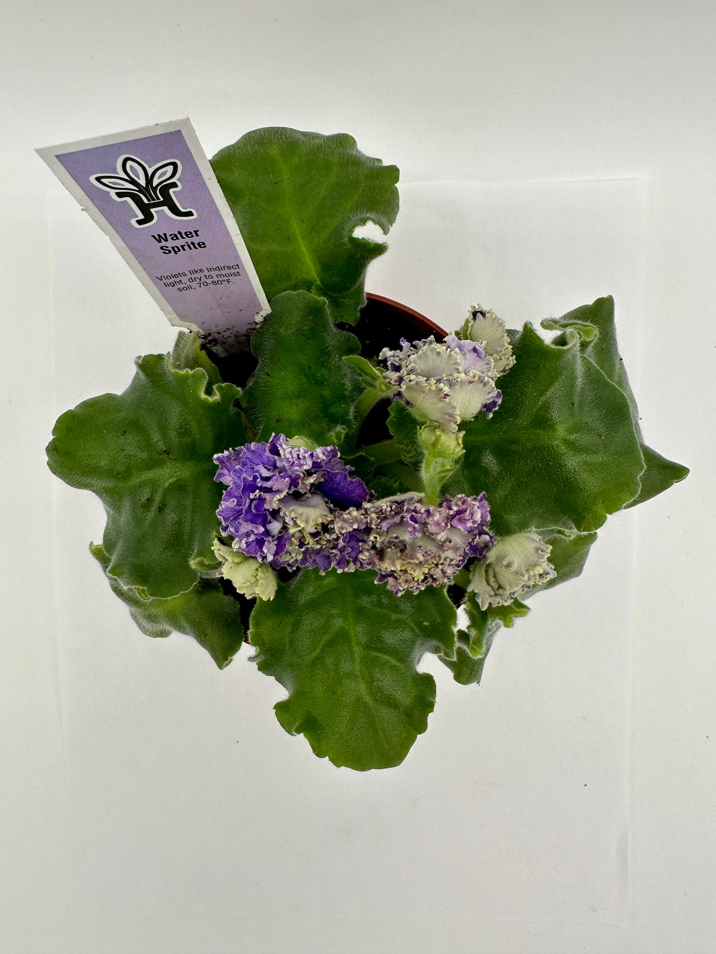 Water Sprite - Live African Violet 4"