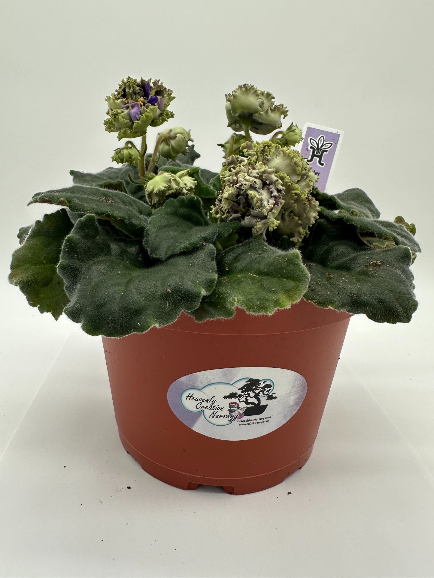 Water Sprite - Live African Violet 6"