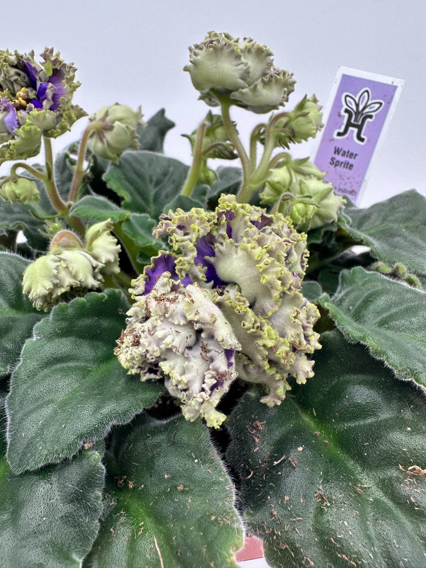 Water Sprite - Live African Violet 6"