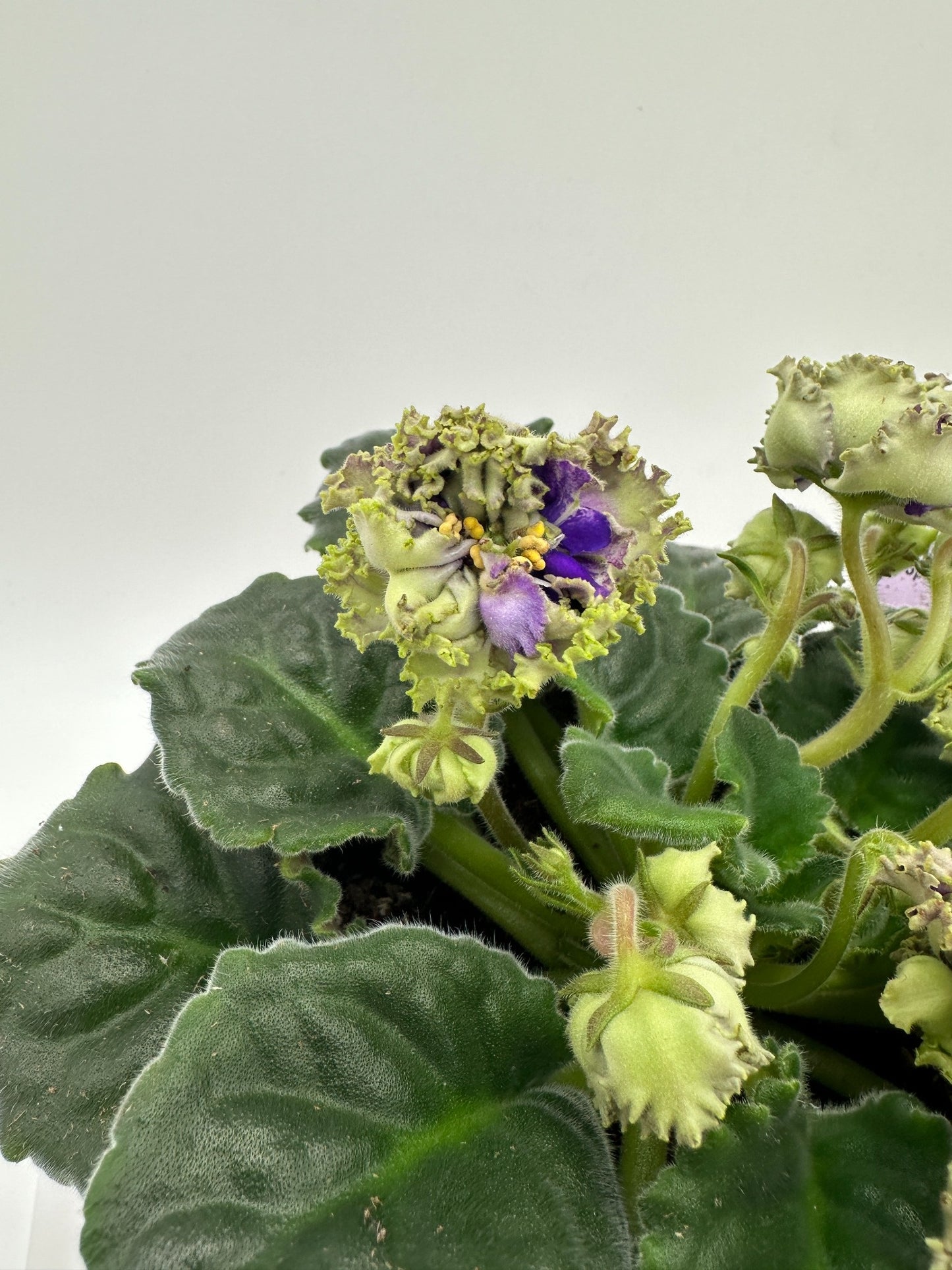 Water Sprite - Live African Violet 6"