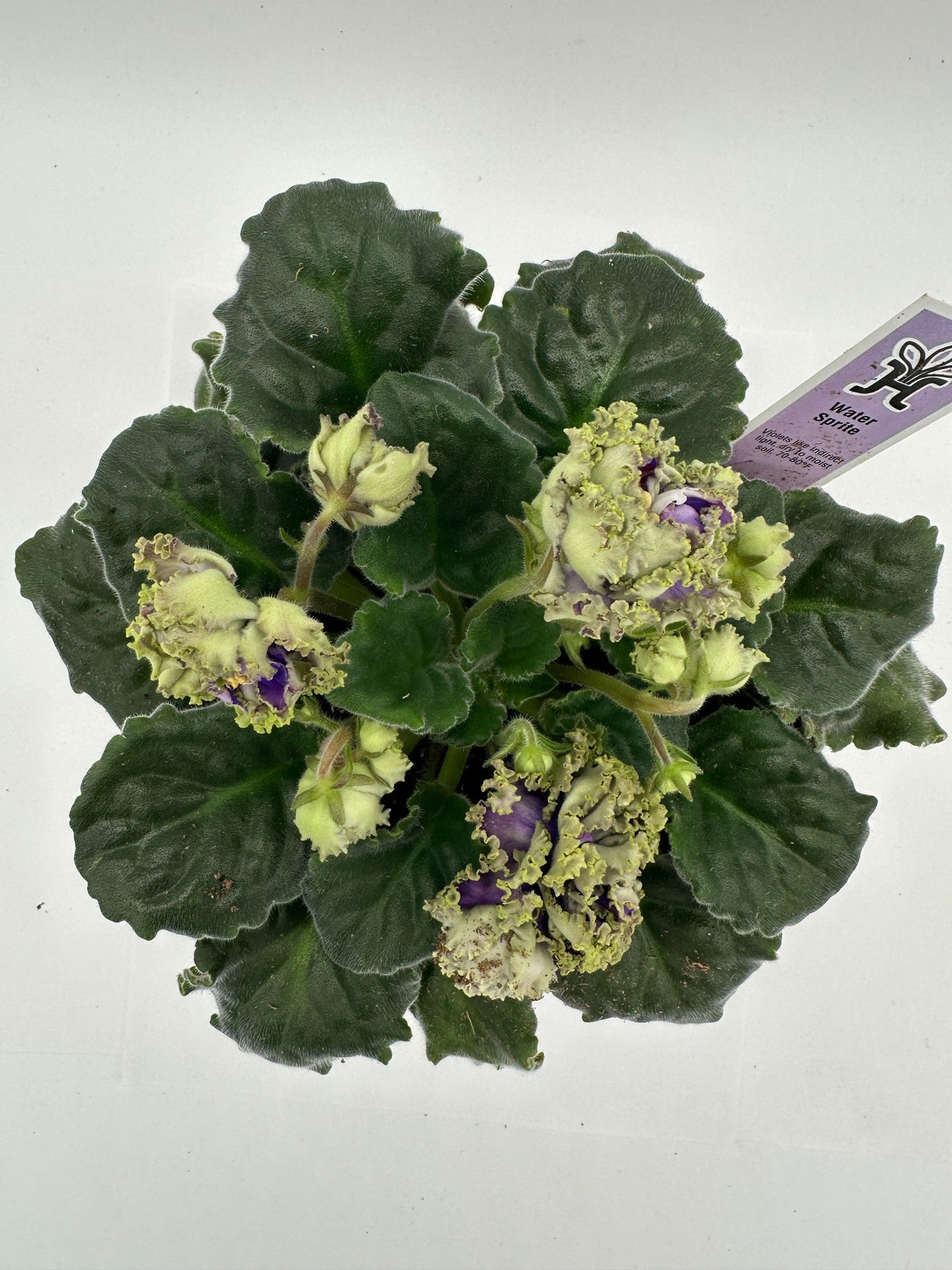 Water Sprite - Live African Violet 6"