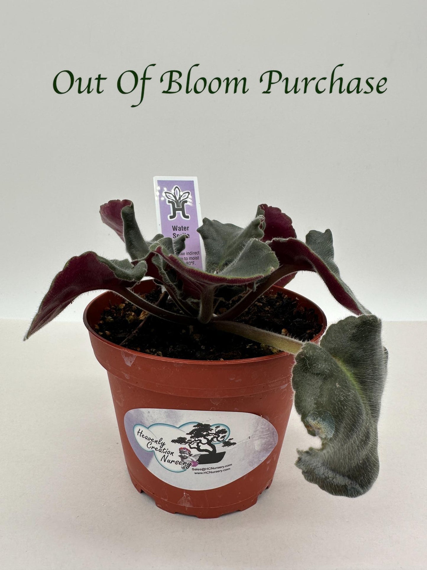 Water Sprite - Live African Violet 4"