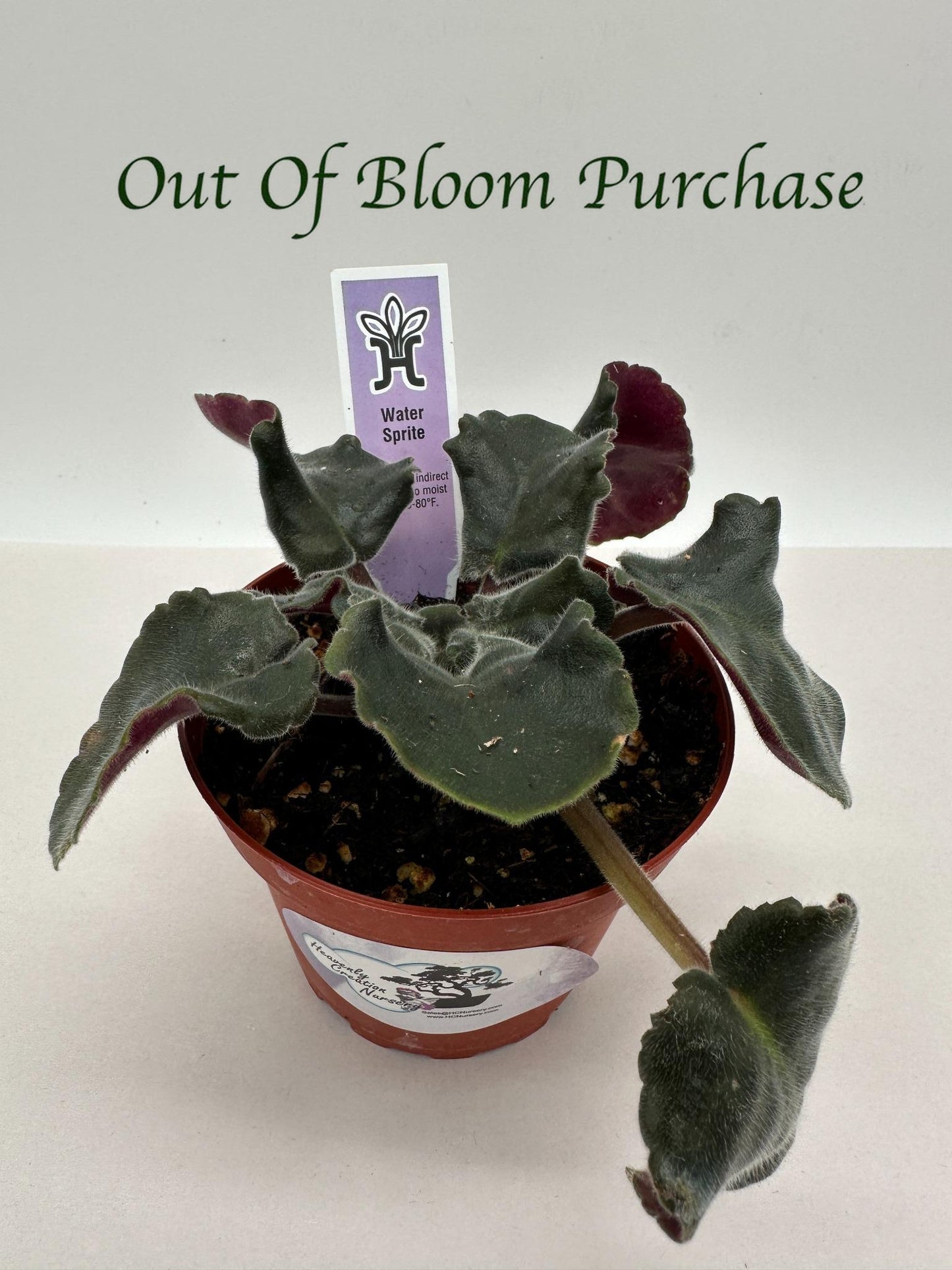 Water Sprite - Live African Violet 4"