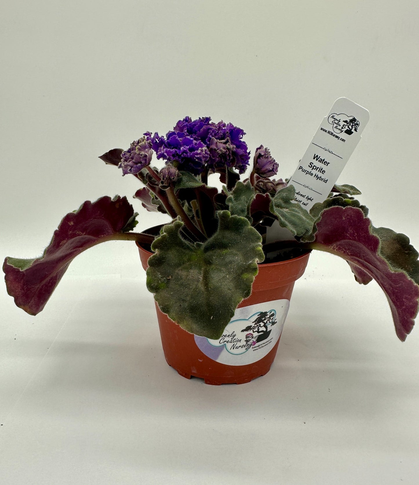Water Sprite - Purple Hybrid - Live African Violet 4"
