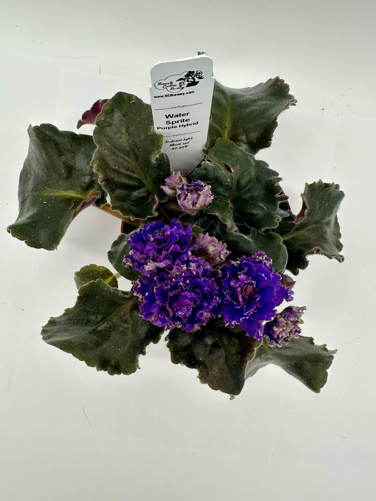 Water Sprite - Purple Hybrid - Live African Violet 4"