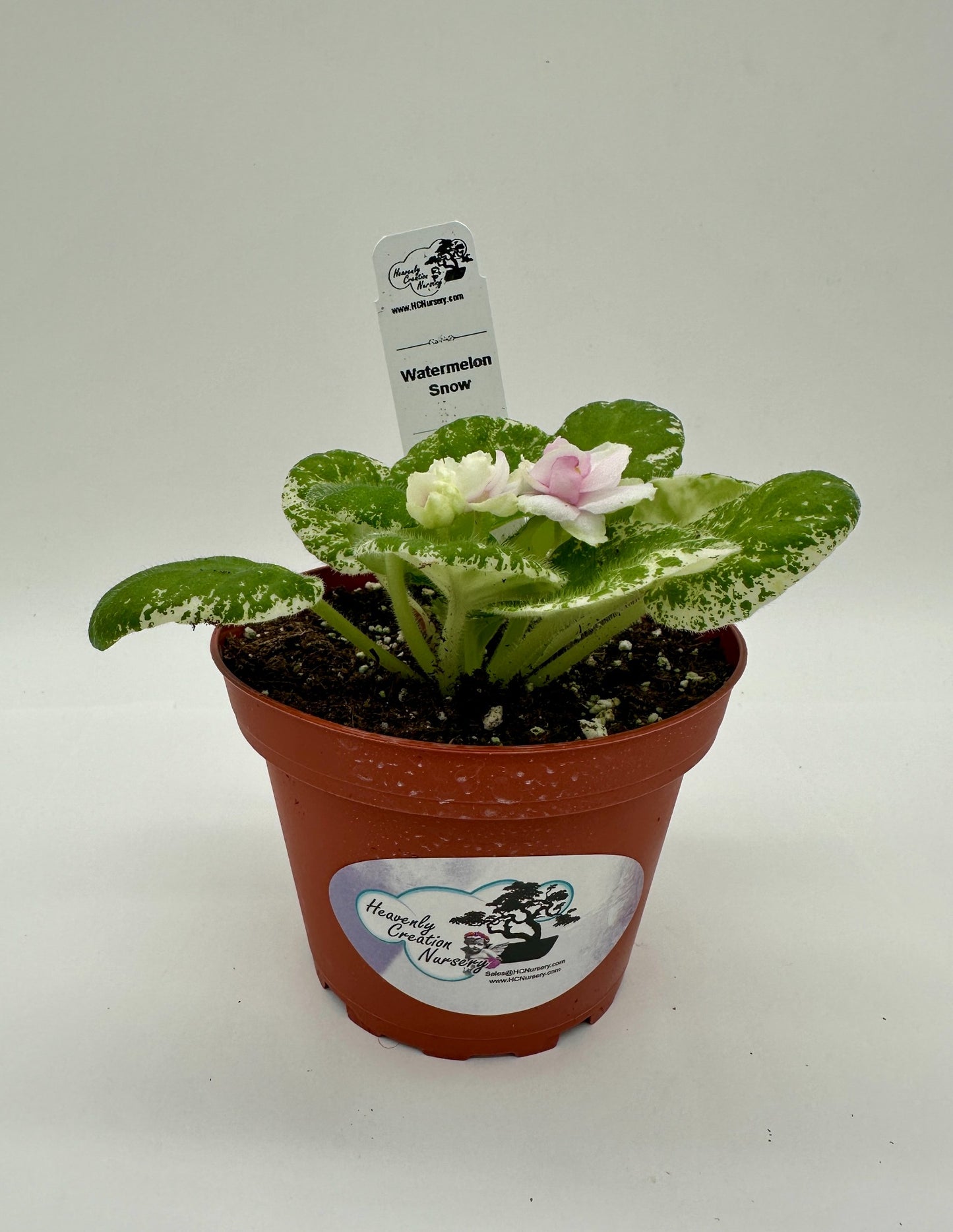 Watermelon Snow - Live African Violet 4"
