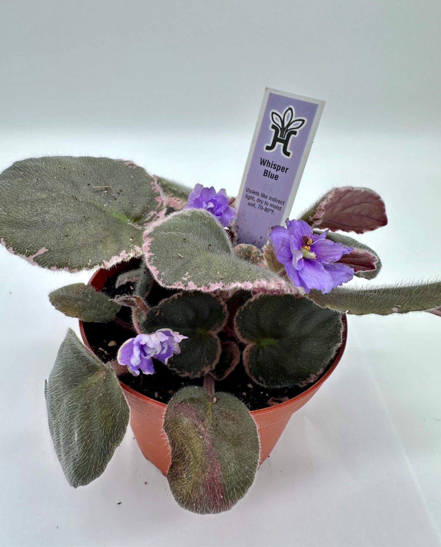 Whisper Blue - Live African Violet 4"
