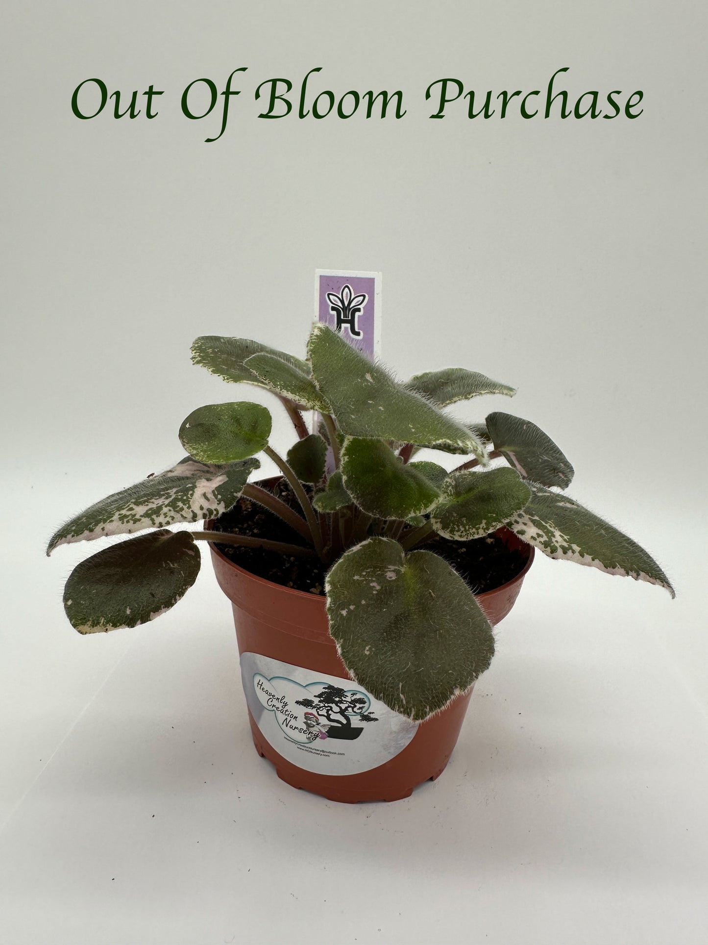Whisper Blue - Live African Violet 4"