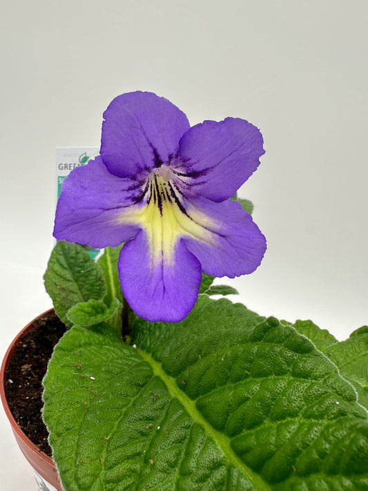 Blue White Center Streptocarpus Ladyslipper (Cape Primrose) Live Plant in 4" nursery pot