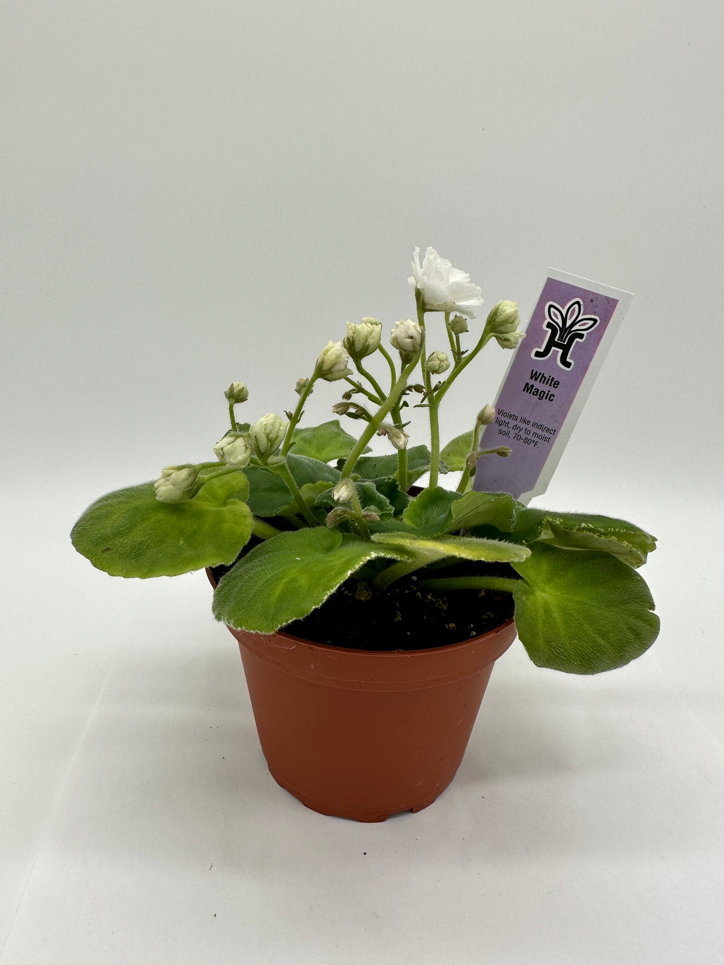White Magic - Live African Violet 4"