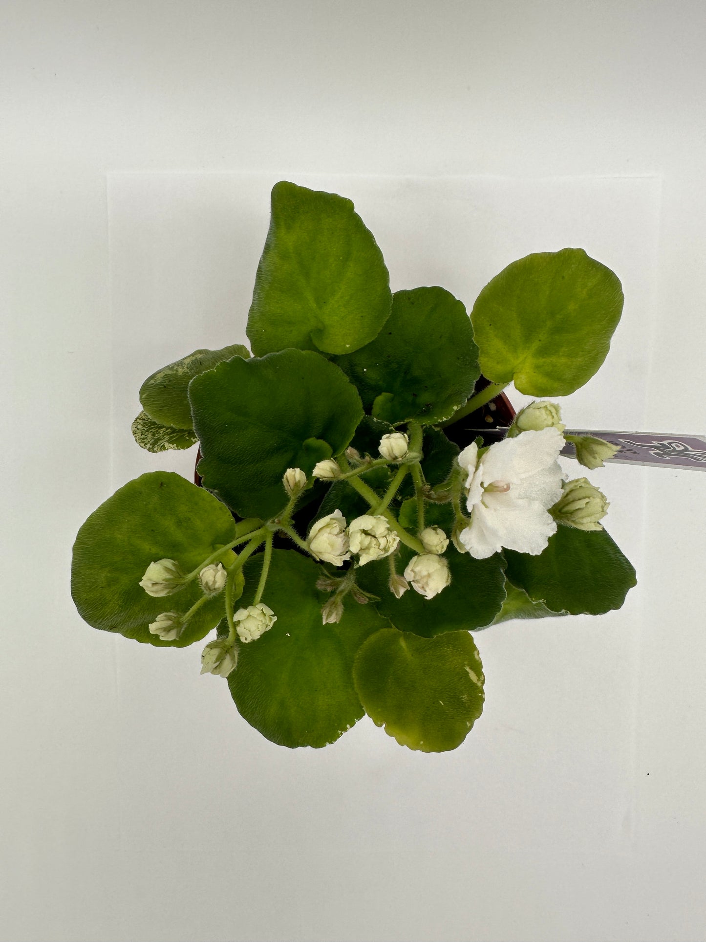 White Magic - Live African Violet 4"