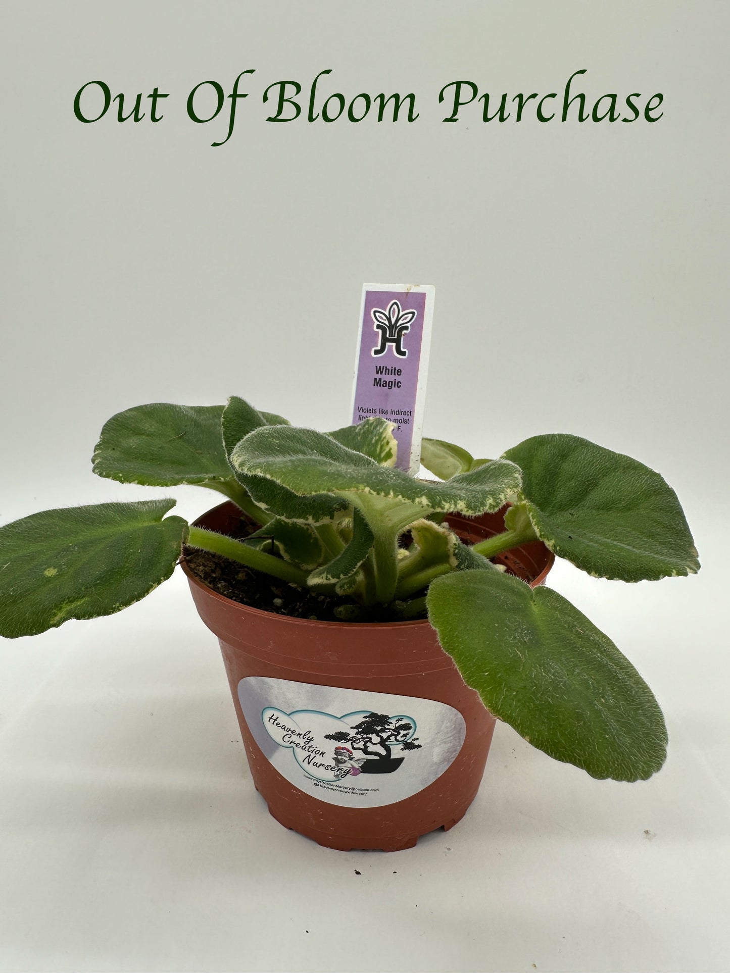 White Magic - Live African Violet 4"