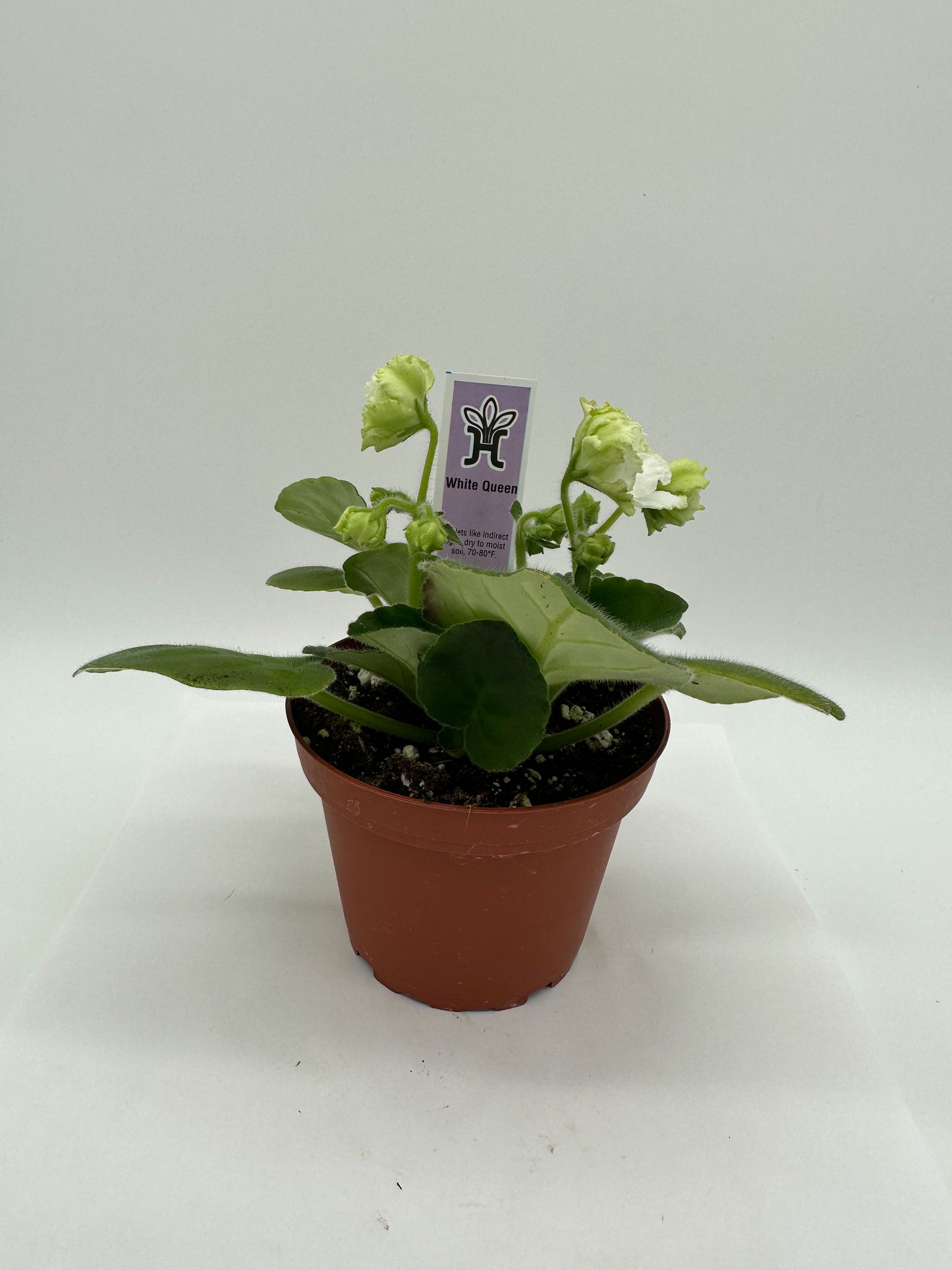White Queen - Live African Violet 4"