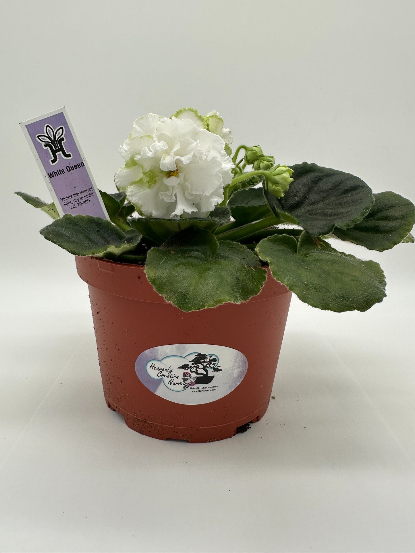 White Queen - Live African Violet 6"